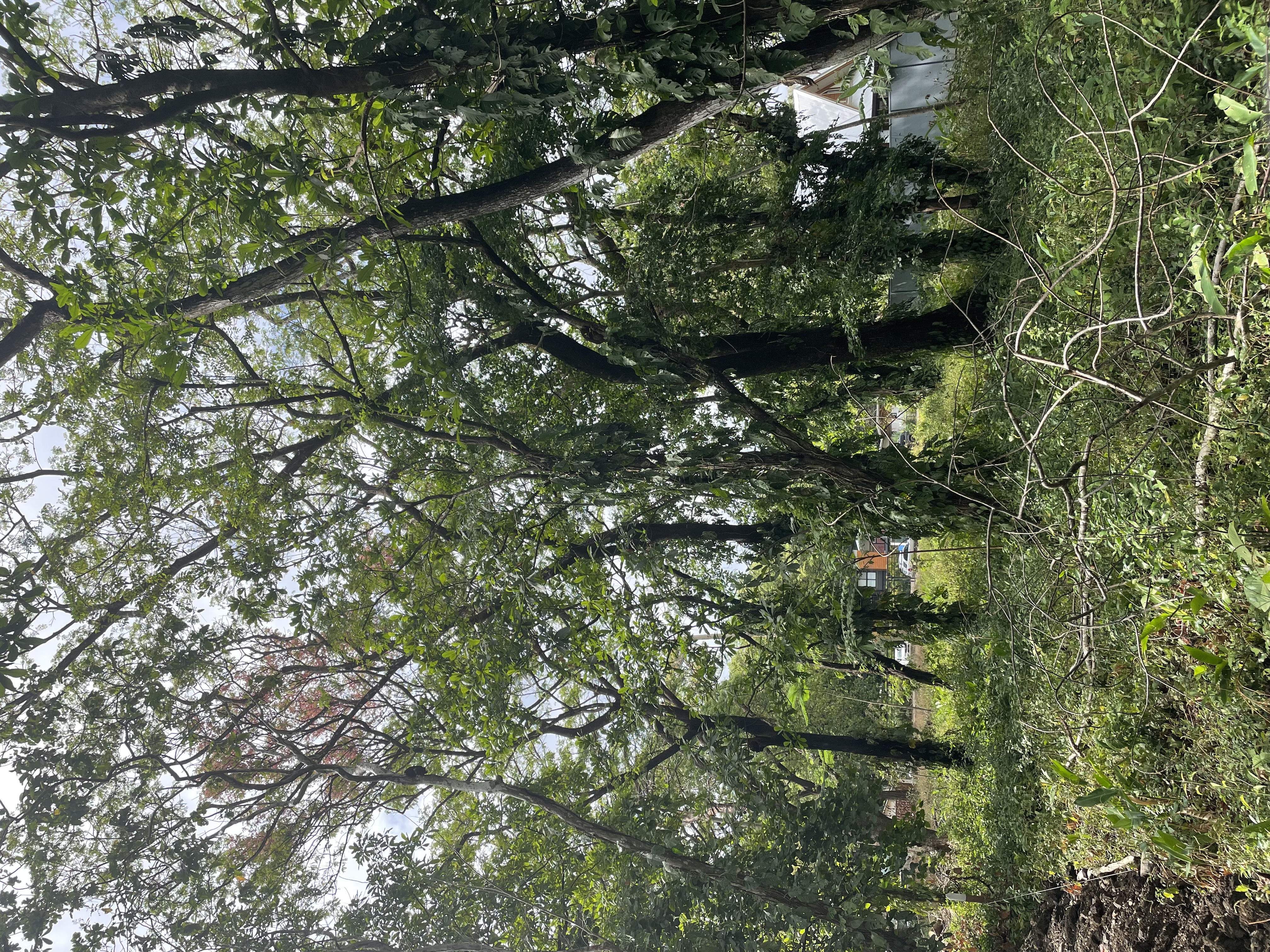 0 bed Land For Sale in Nosara, Guanacaste - thumb 17