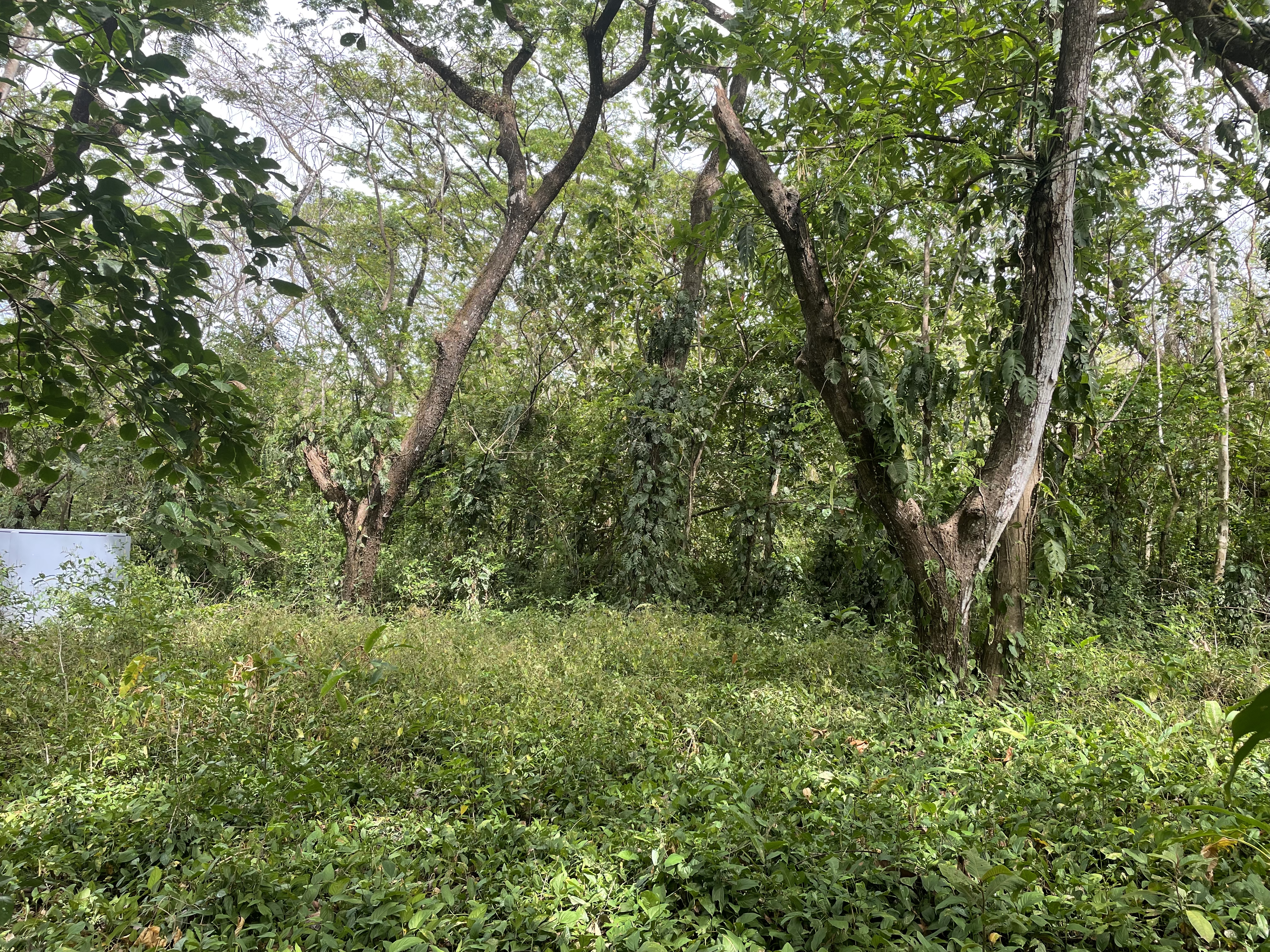 0 bed Land For Sale in Nosara, Guanacaste - thumb 14