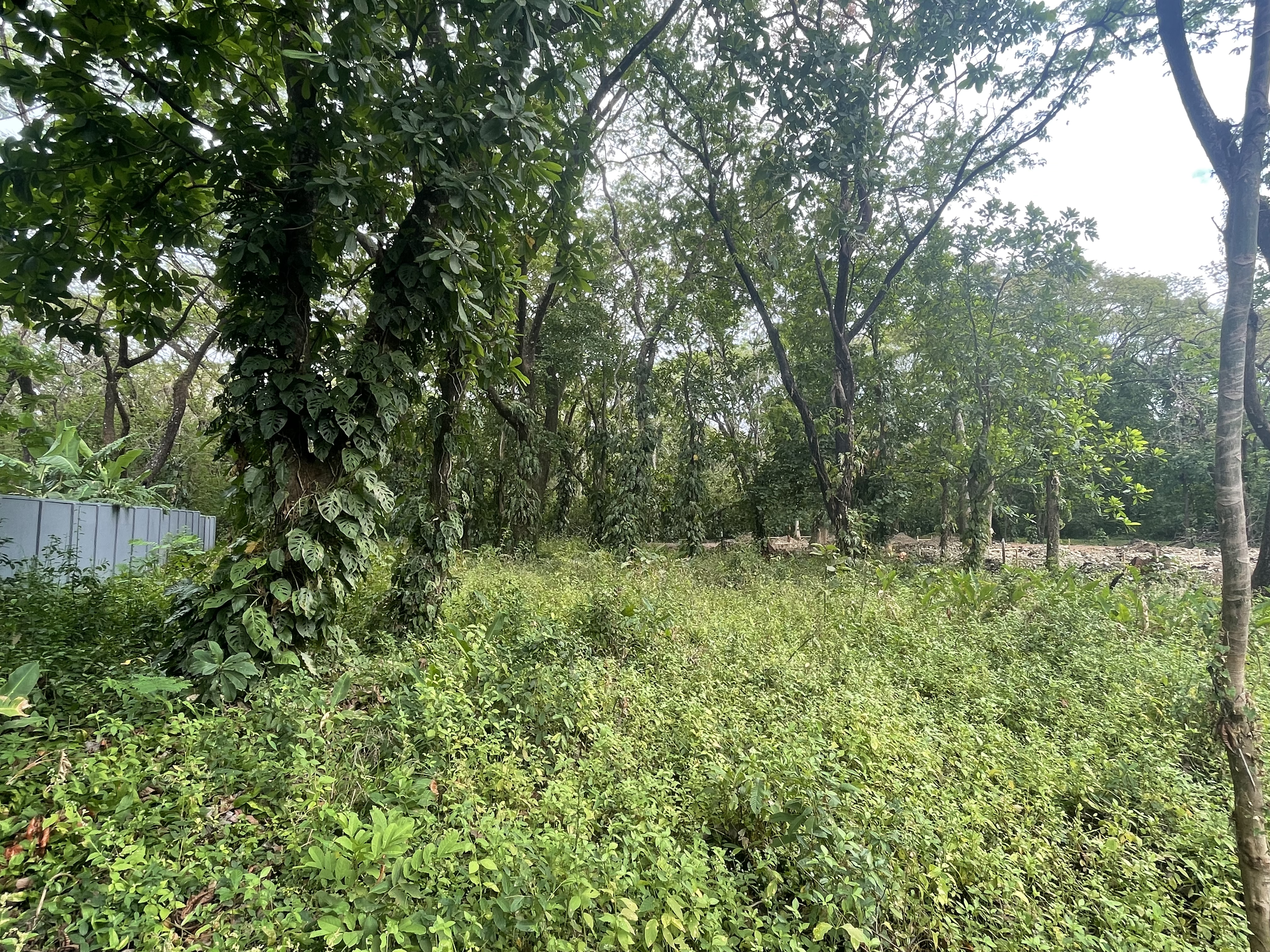 0 bed Land For Sale in Nosara, Guanacaste - thumb 1