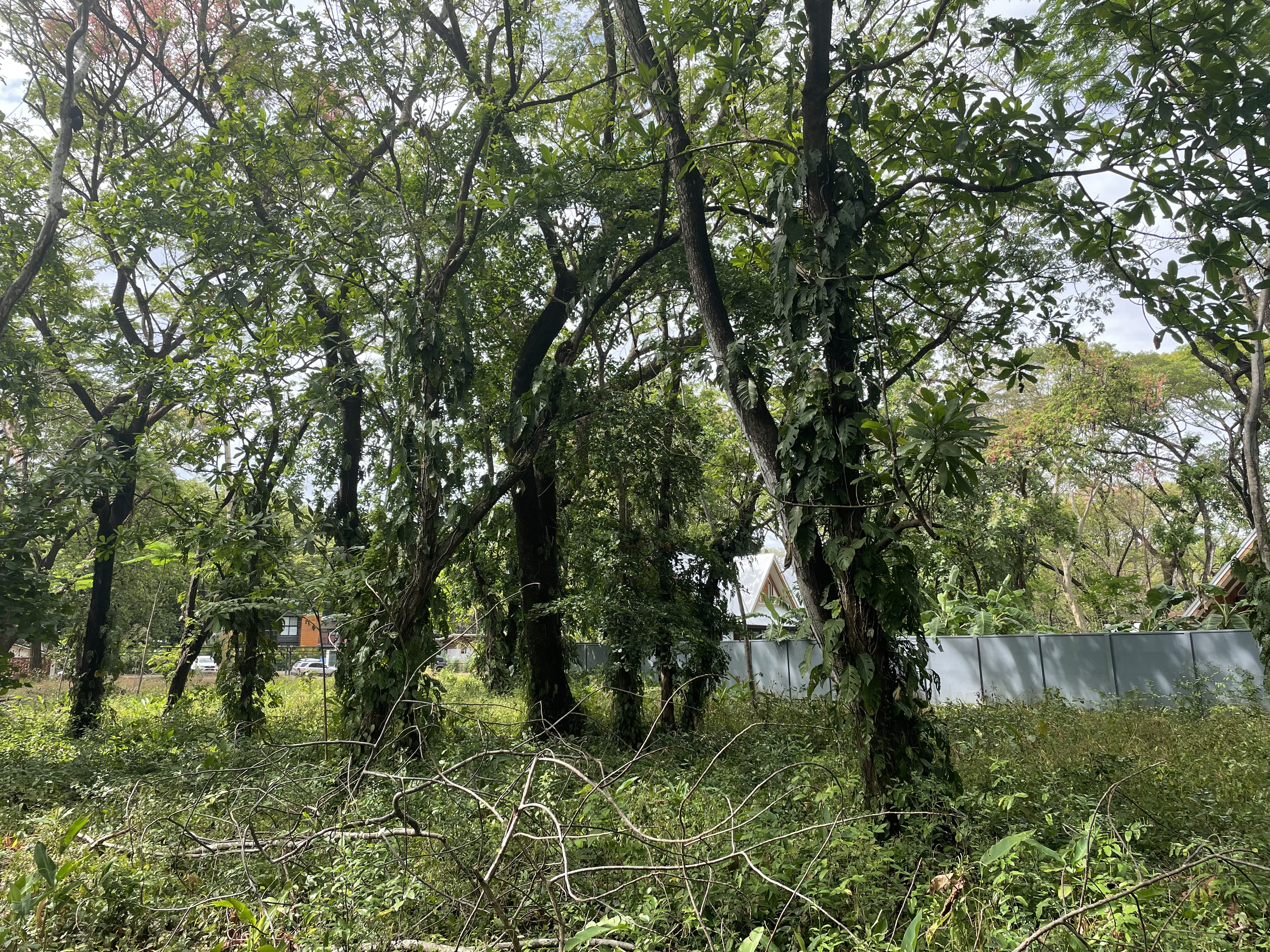 0 bed Land For Sale in Nosara, Guanacaste - thumb 11