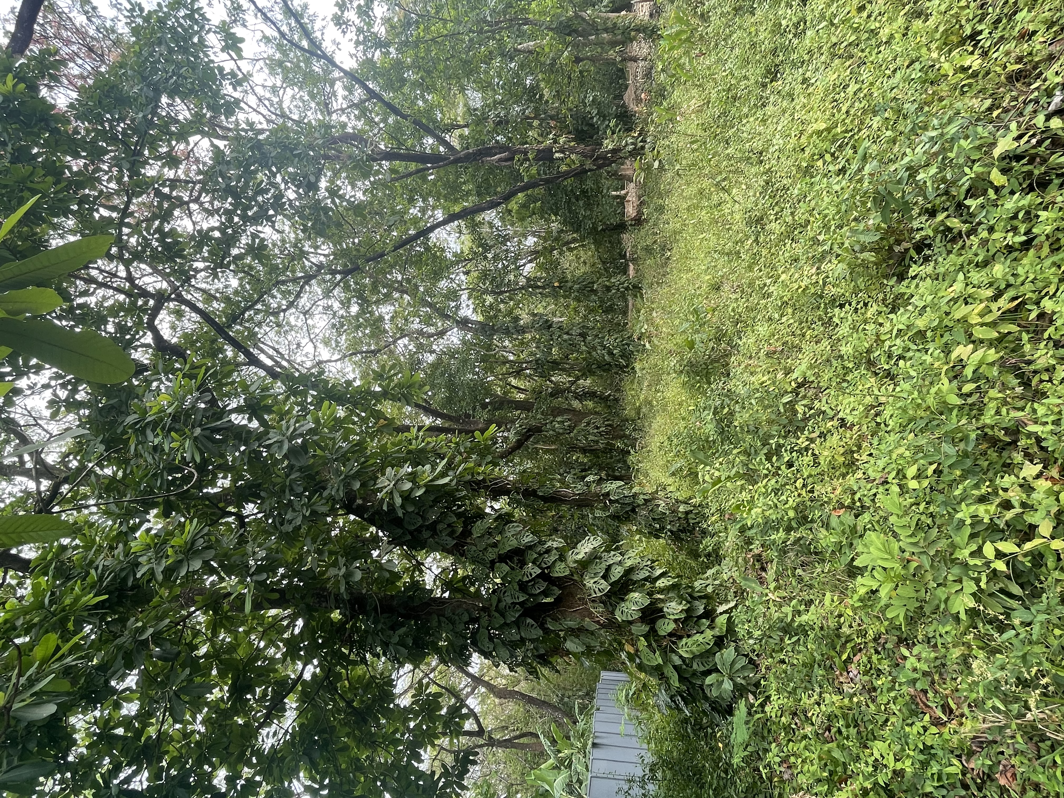 0 bed Land For Sale in Nosara, Guanacaste - thumb 6