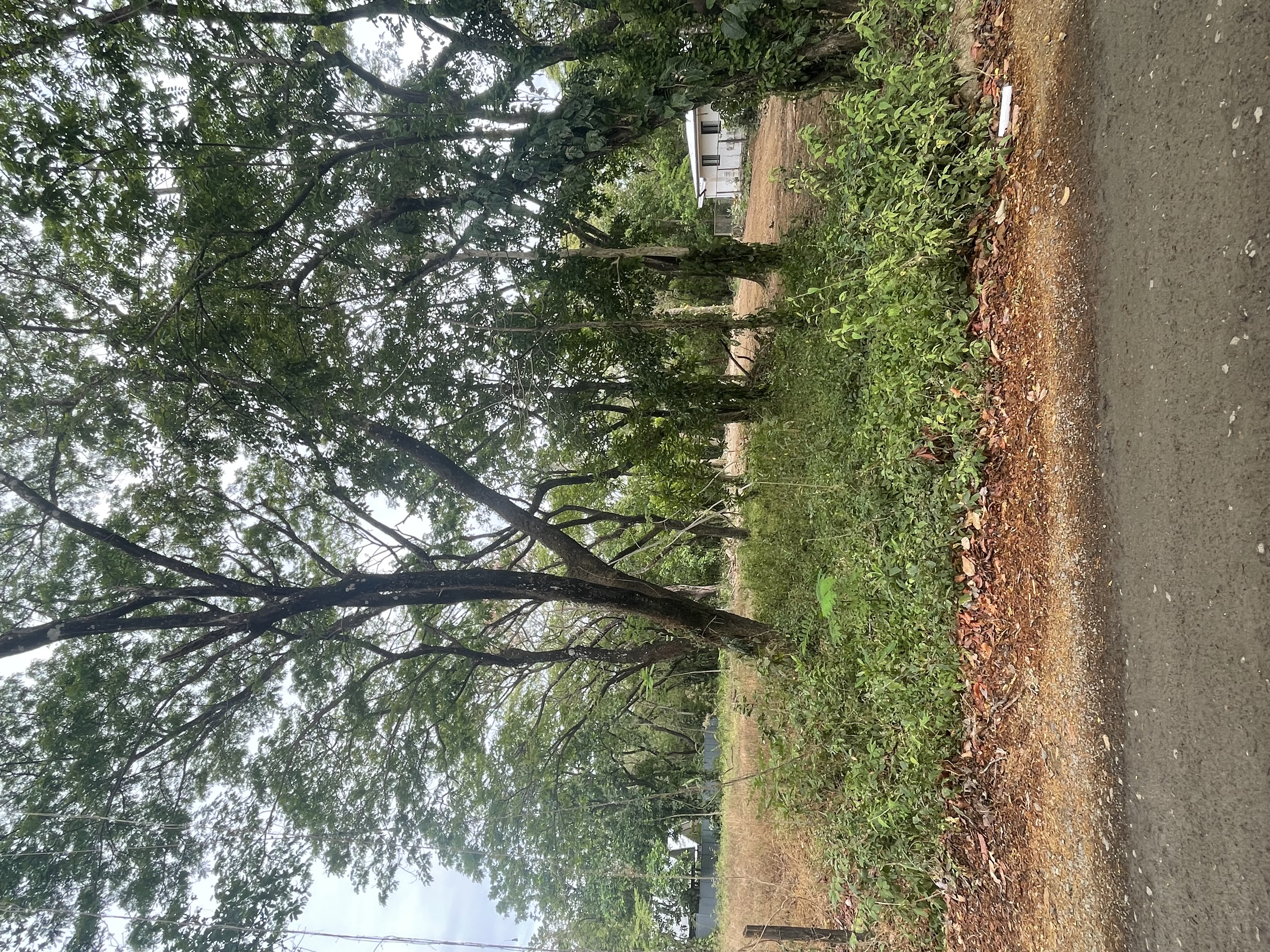 0 bed Land For Sale in Nosara, Guanacaste - thumb 12