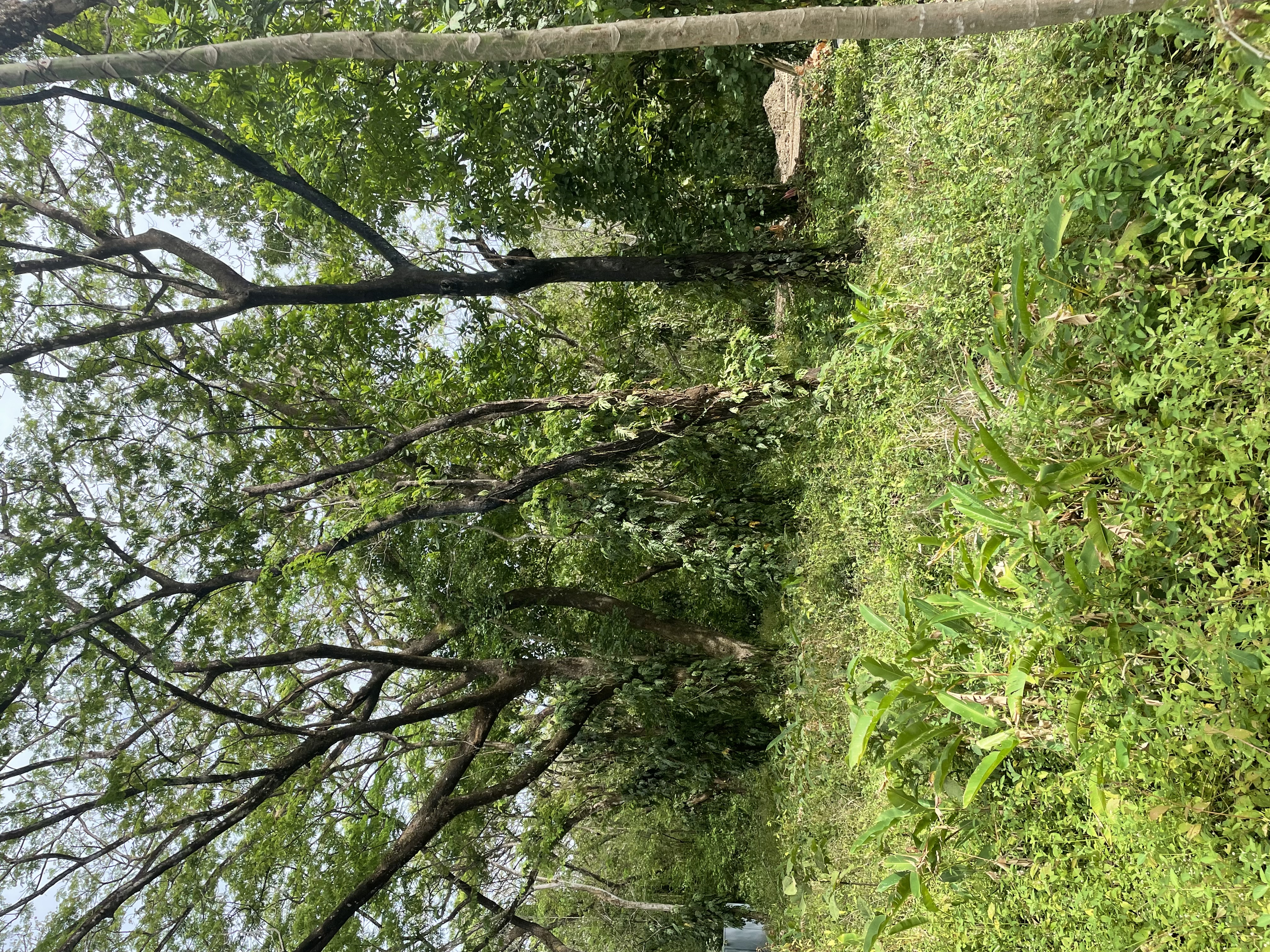 0 bed Land For Sale in Nosara, Guanacaste - thumb 15