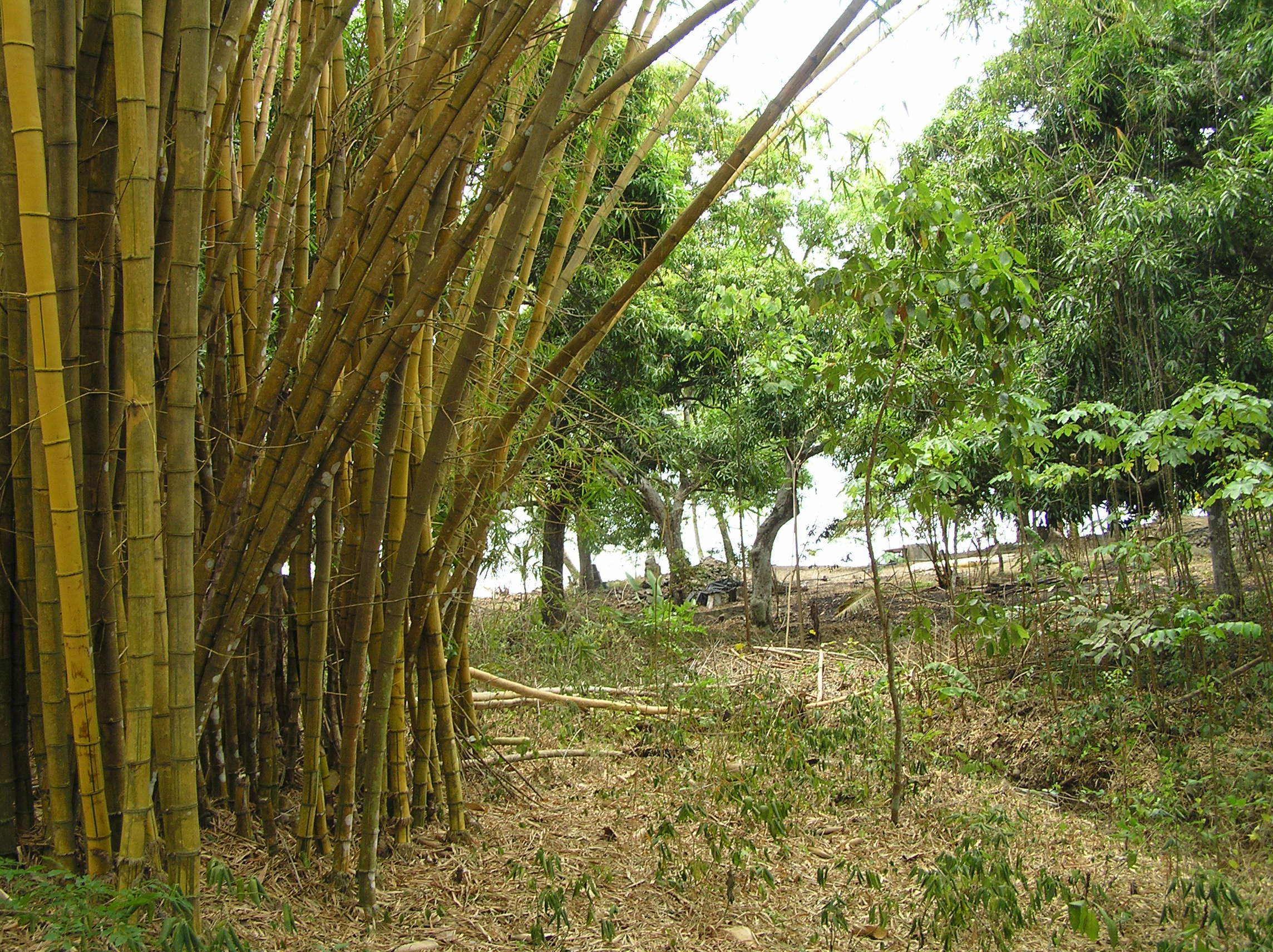 3 bed Land For Sale in Paquera, Puntarenas - thumb 4