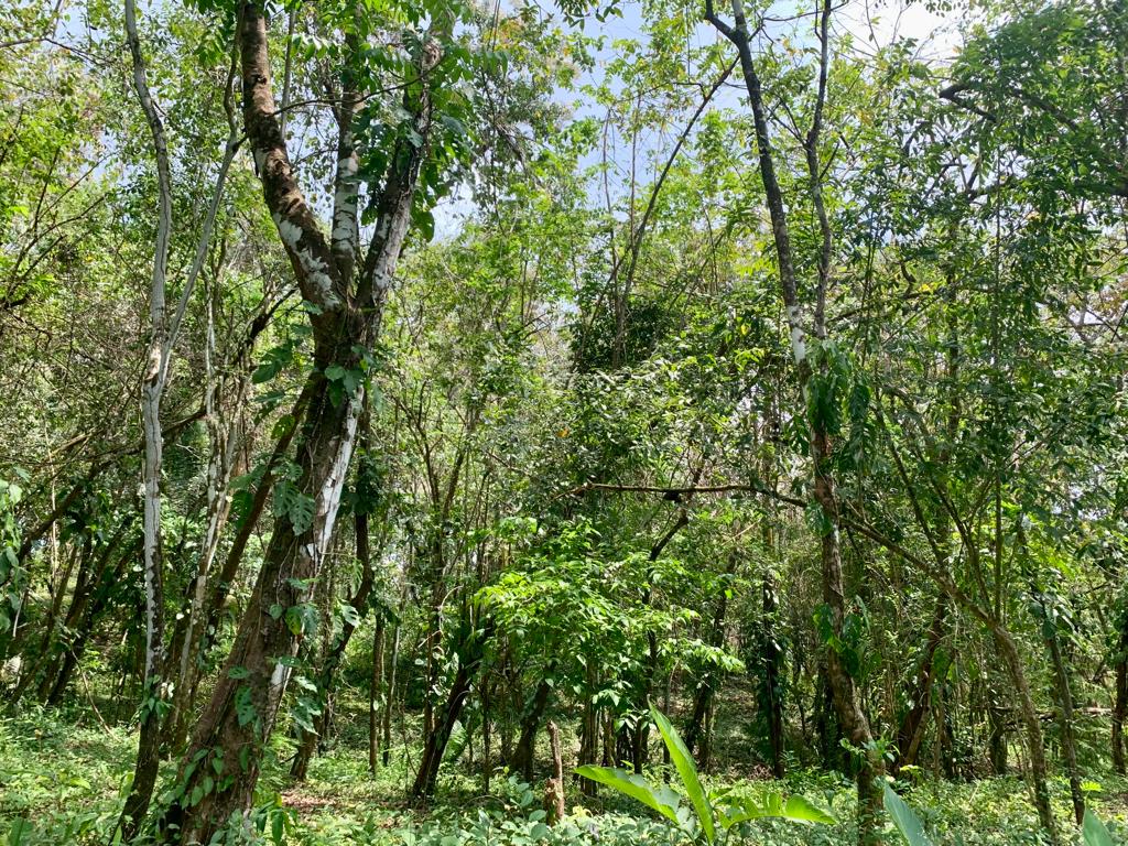 0 bed Land For Sale in Cobano, Puntarenas - thumb 2