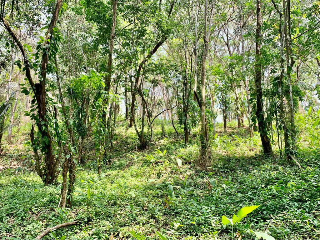 0 bed Land For Sale in Cobano, Puntarenas - thumb 1