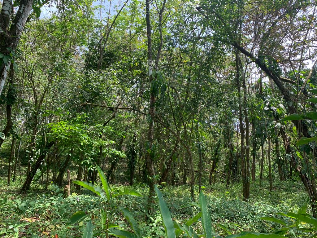 0 bed Land For Sale in Cobano, Puntarenas - thumb 3