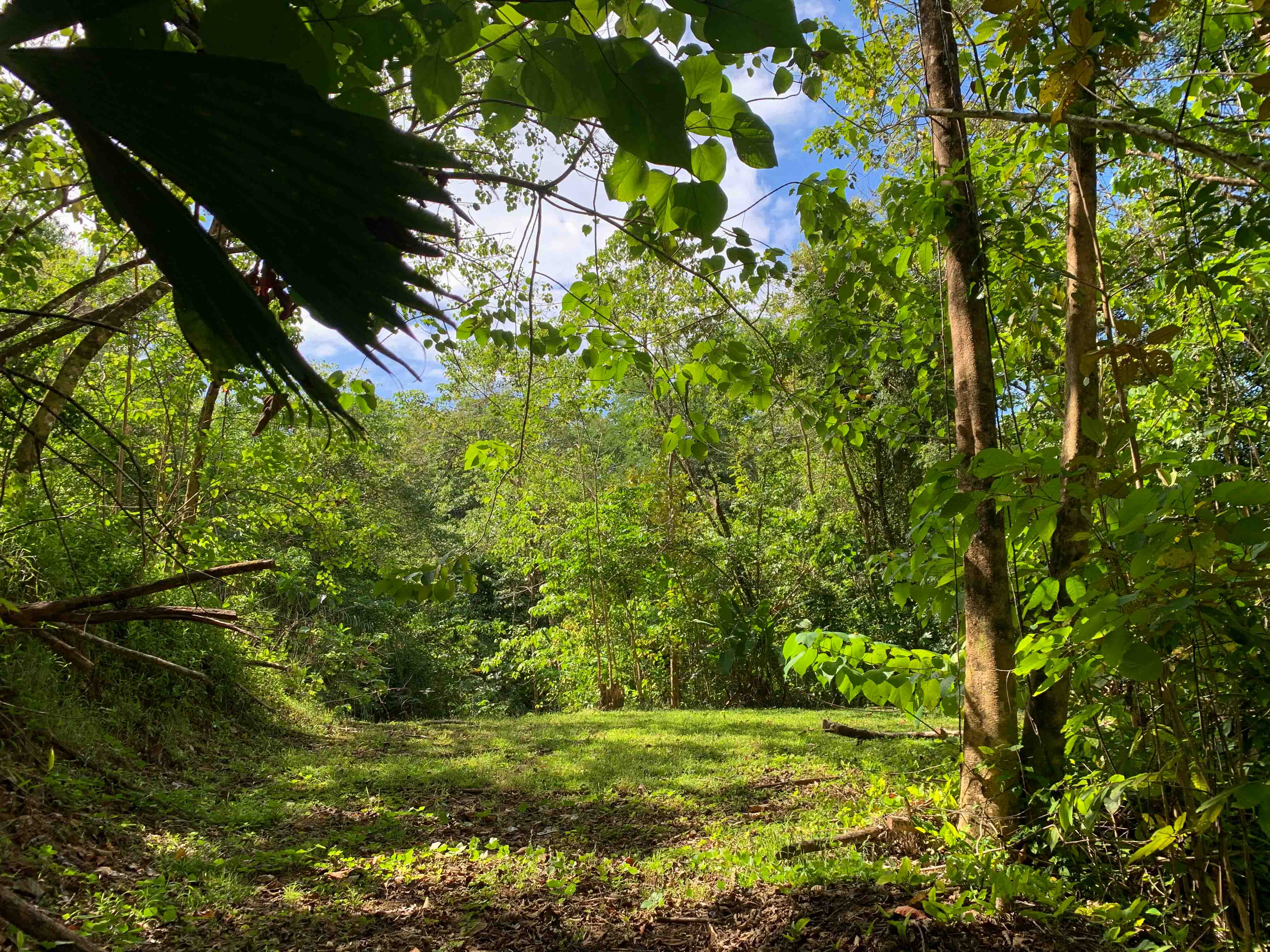 0 bed Land For Sale in Uvita, Puntarenas - thumb 12