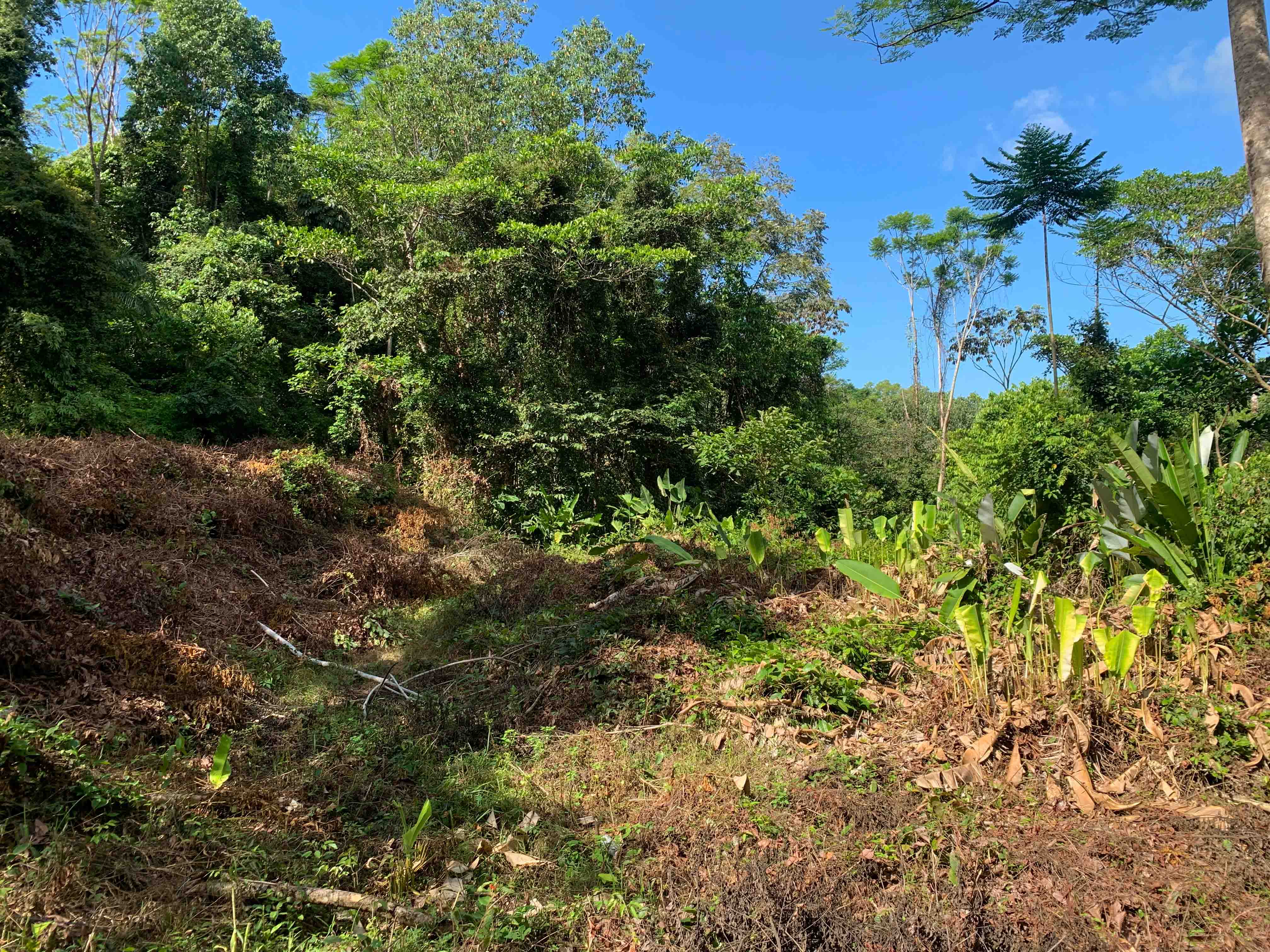 0 bed Land For Sale in Uvita, Puntarenas - thumb 10