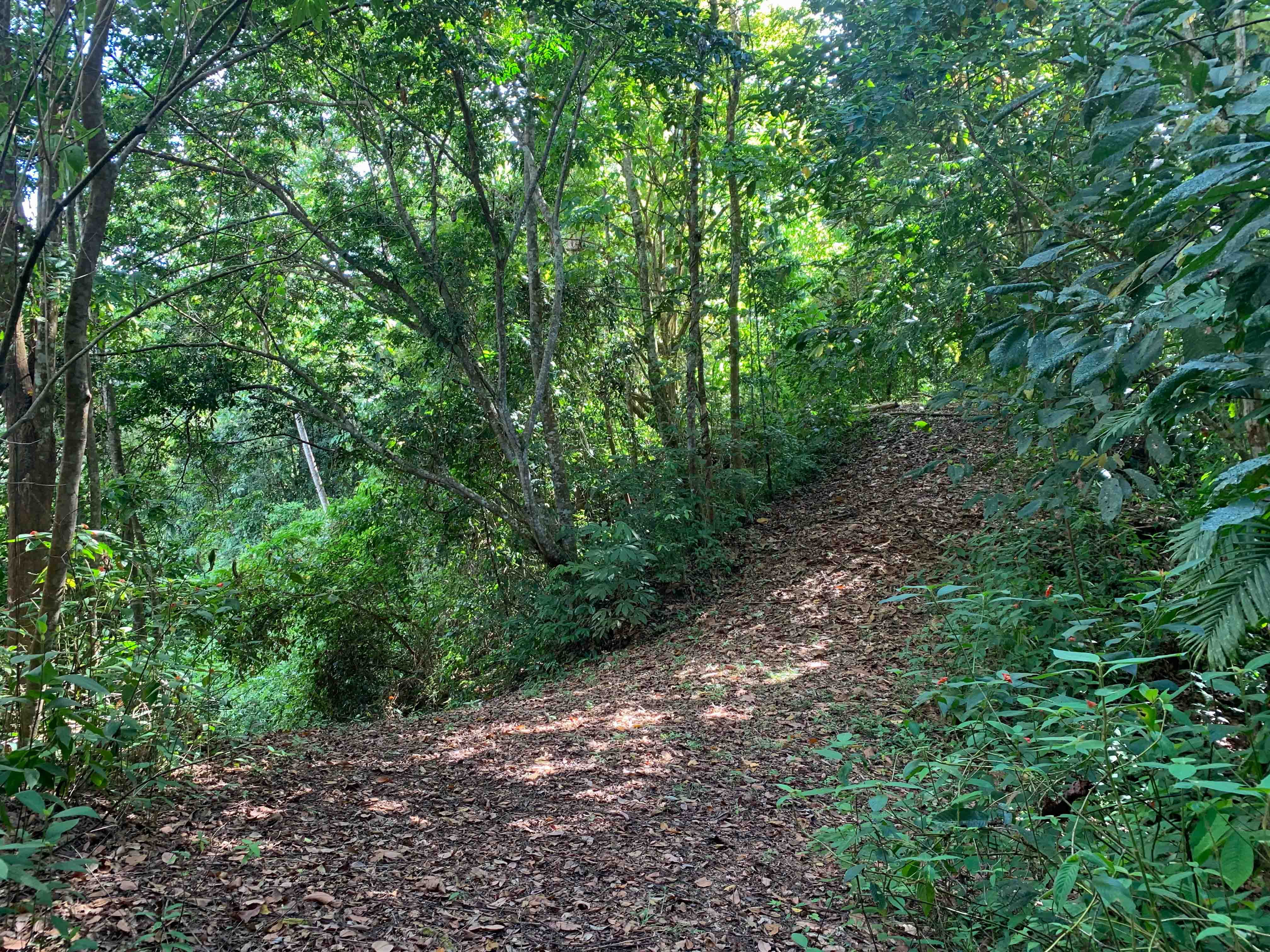 0 bed Land For Sale in Uvita, Puntarenas - thumb 16