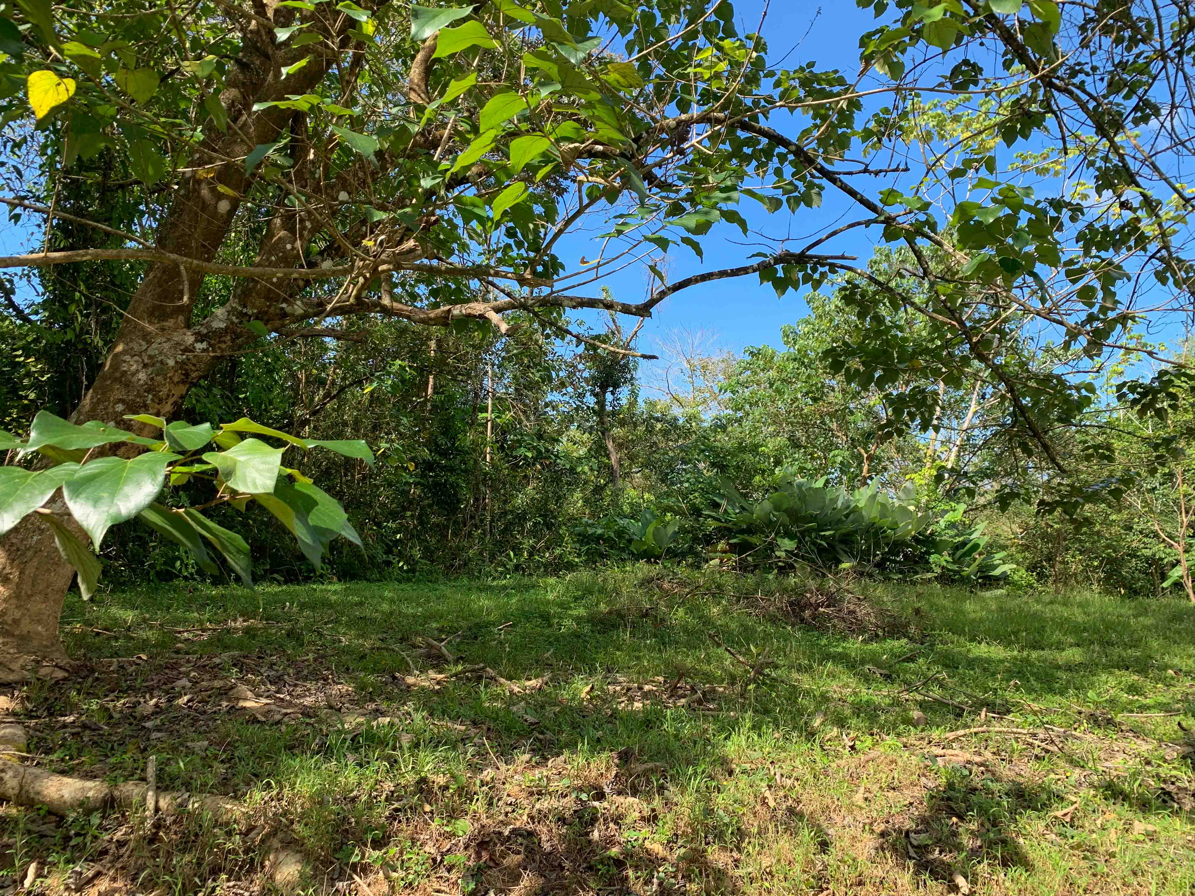 0 bed Land For Sale in Uvita, Puntarenas - thumb 13