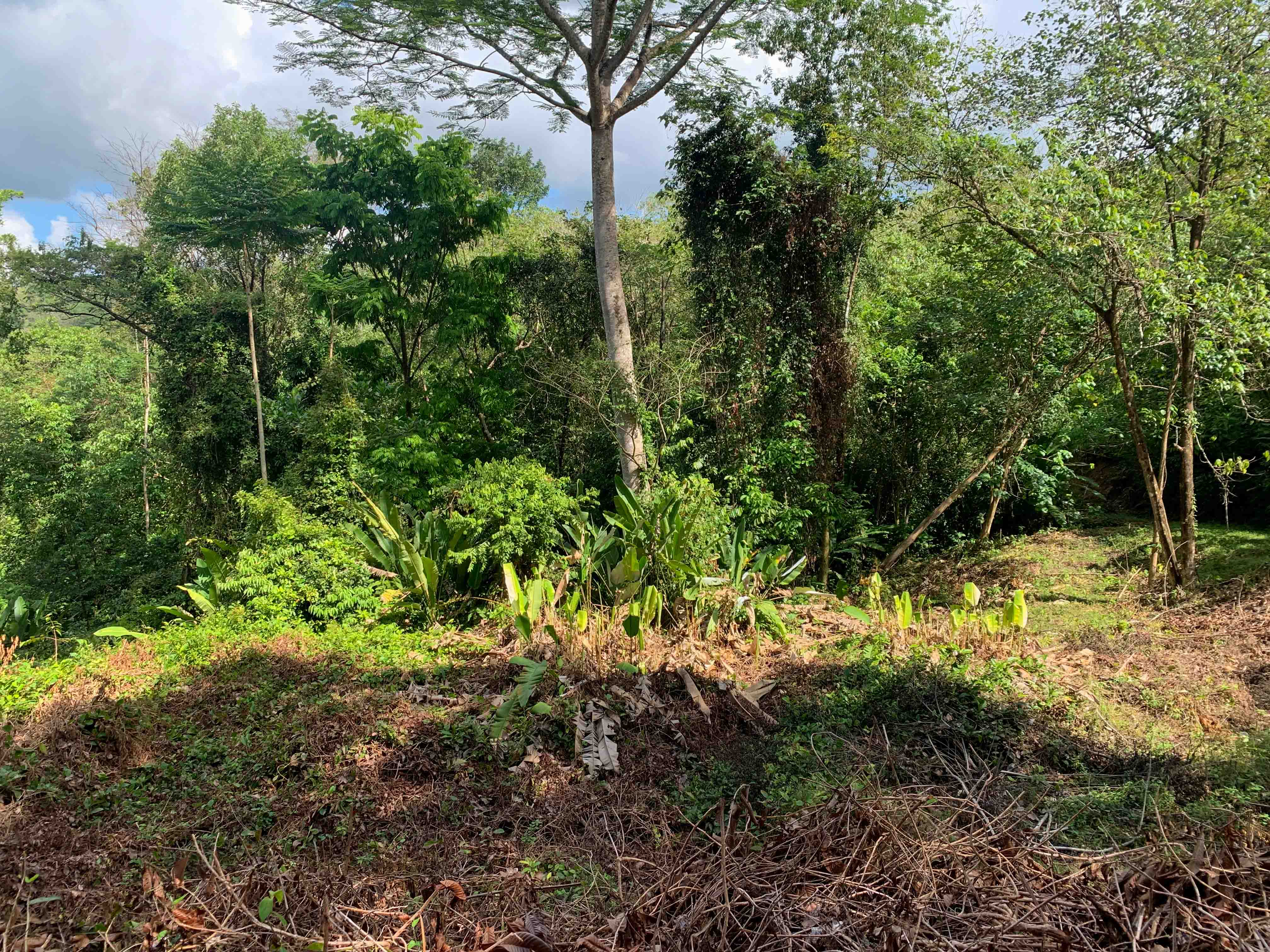 0 bed Land For Sale in Uvita, Puntarenas - thumb 8