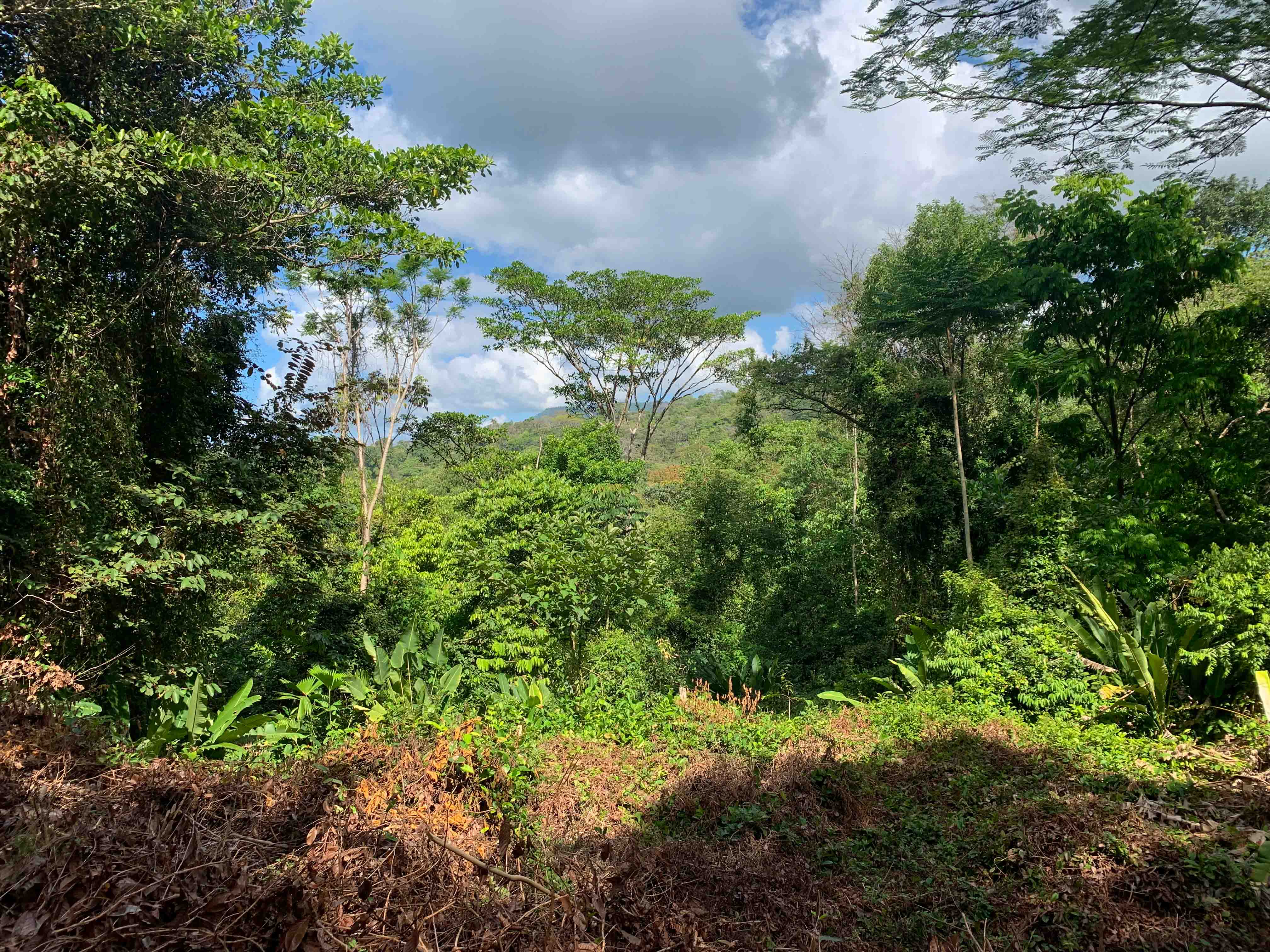 0 bed Land For Sale in Uvita, Puntarenas - thumb 9