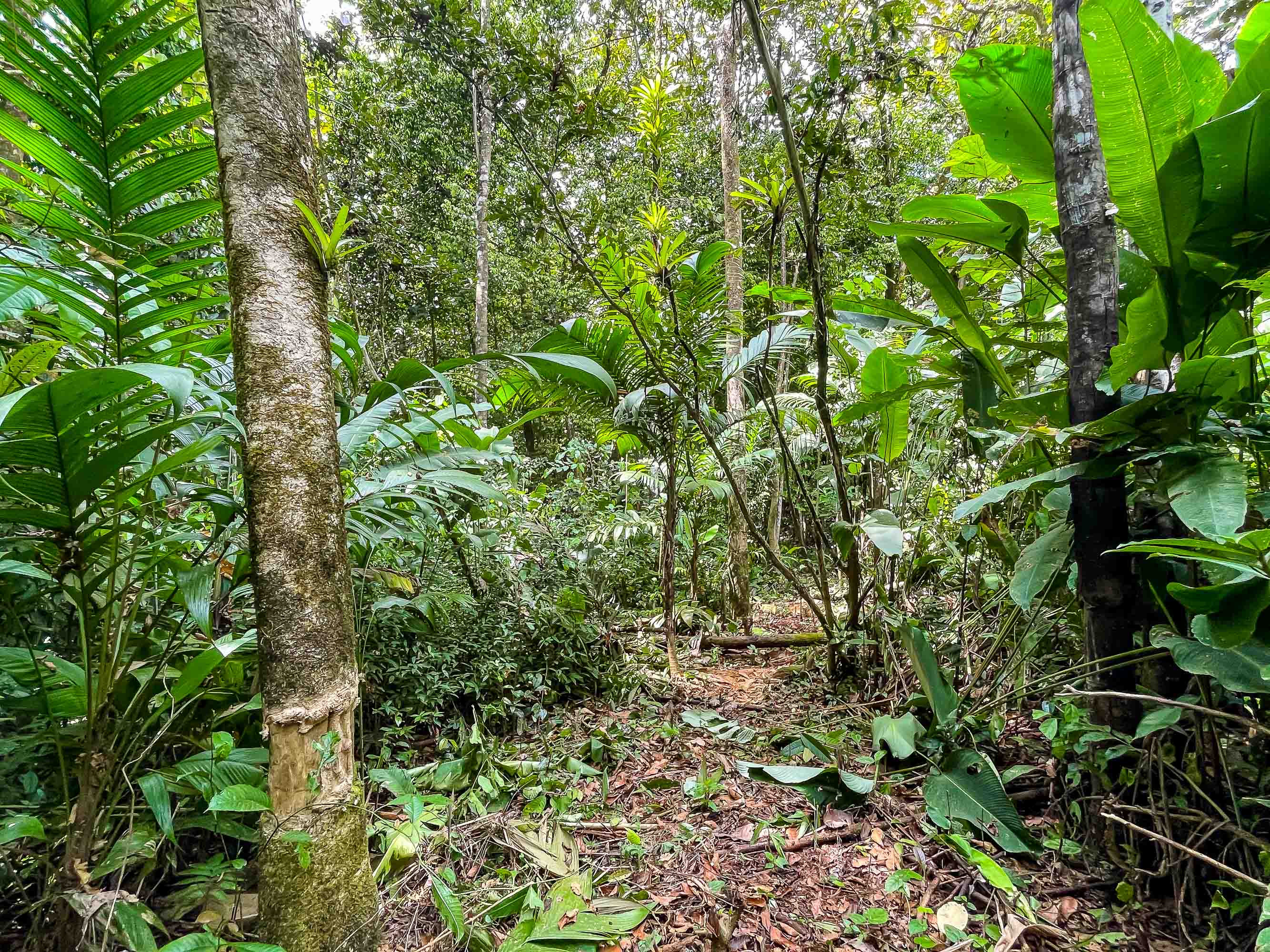 0 bed Land For Sale in Quepos, Puntarenas - thumb 9