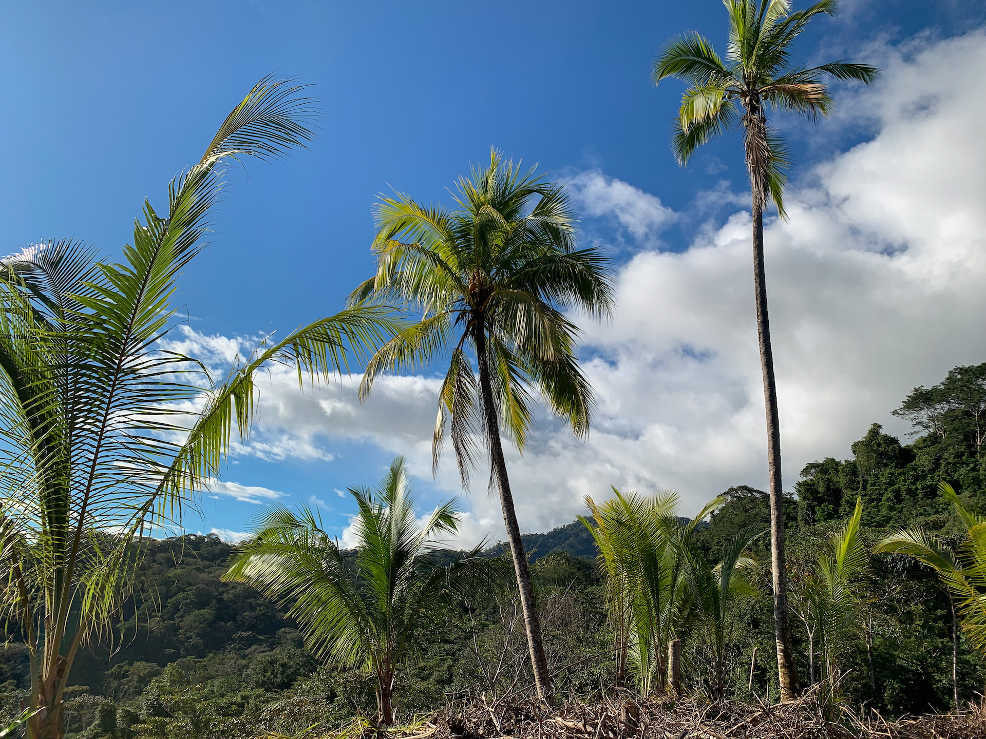 0 bed Land For Sale in Uvita, Puntarenas - thumb 19