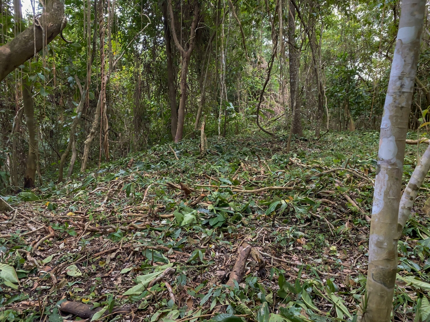 0 bed Land For Sale in Delicias, Puntarenas - thumb 19