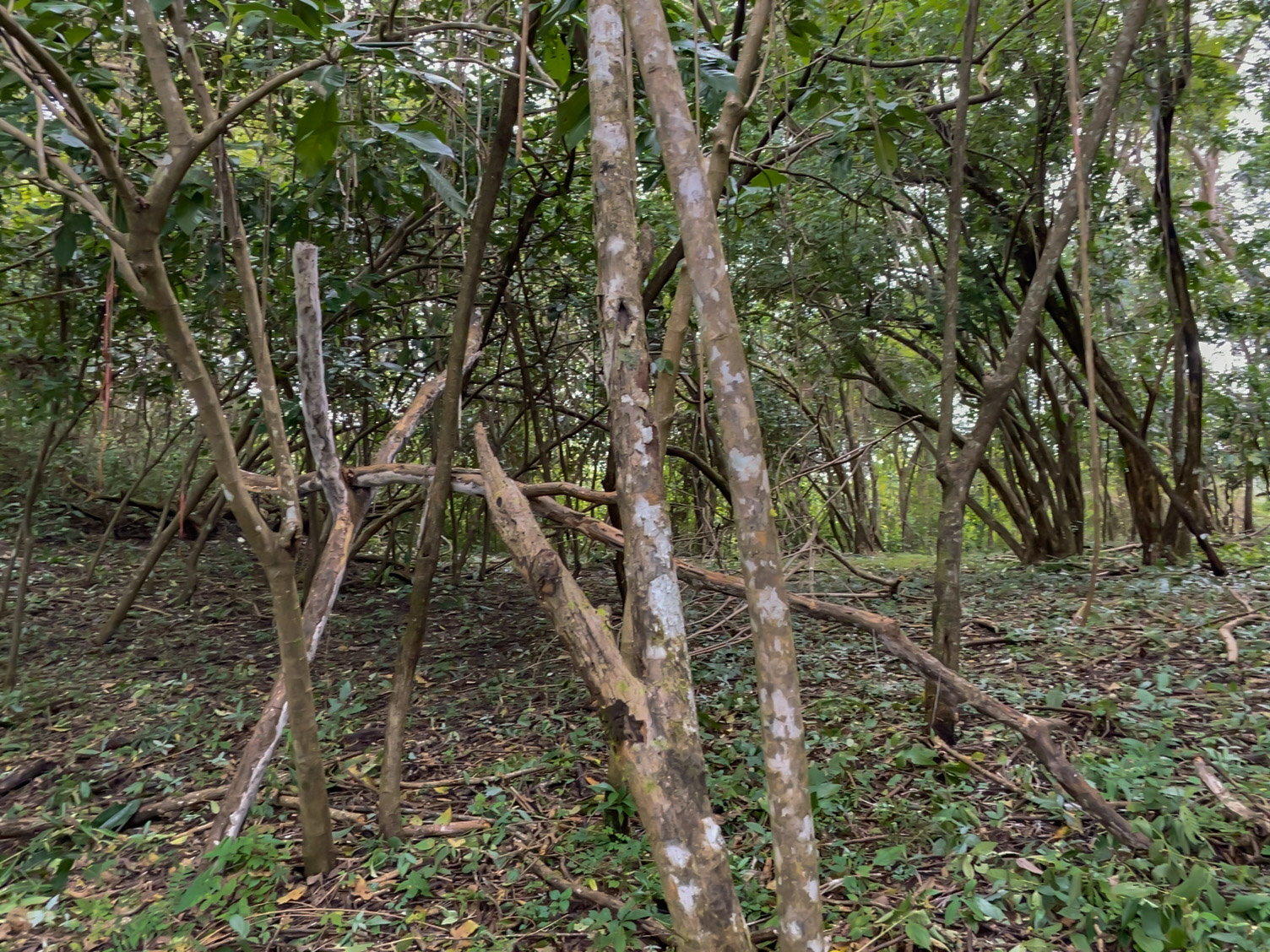 0 bed Land For Sale in Delicias, Puntarenas - thumb 17