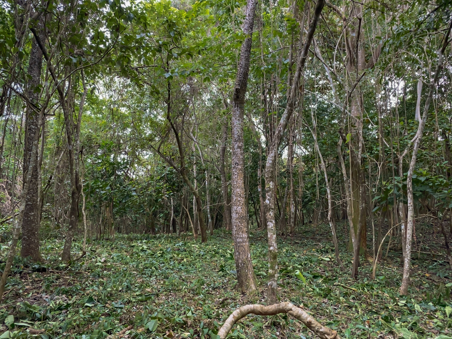 0 bed Land For Sale in Delicias, Puntarenas - thumb 20