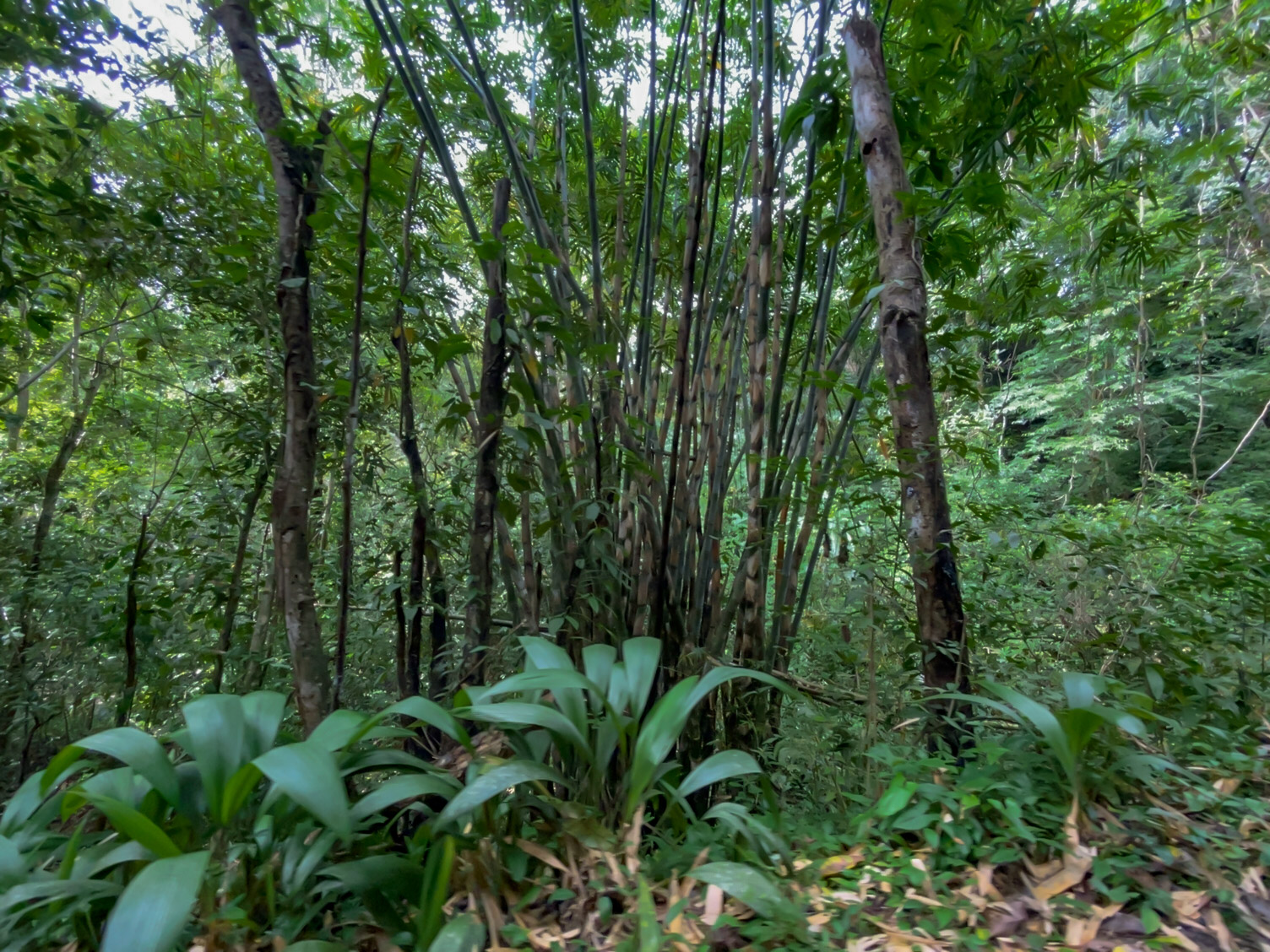 0 bed Land For Sale in Delicias, Puntarenas - thumb 3