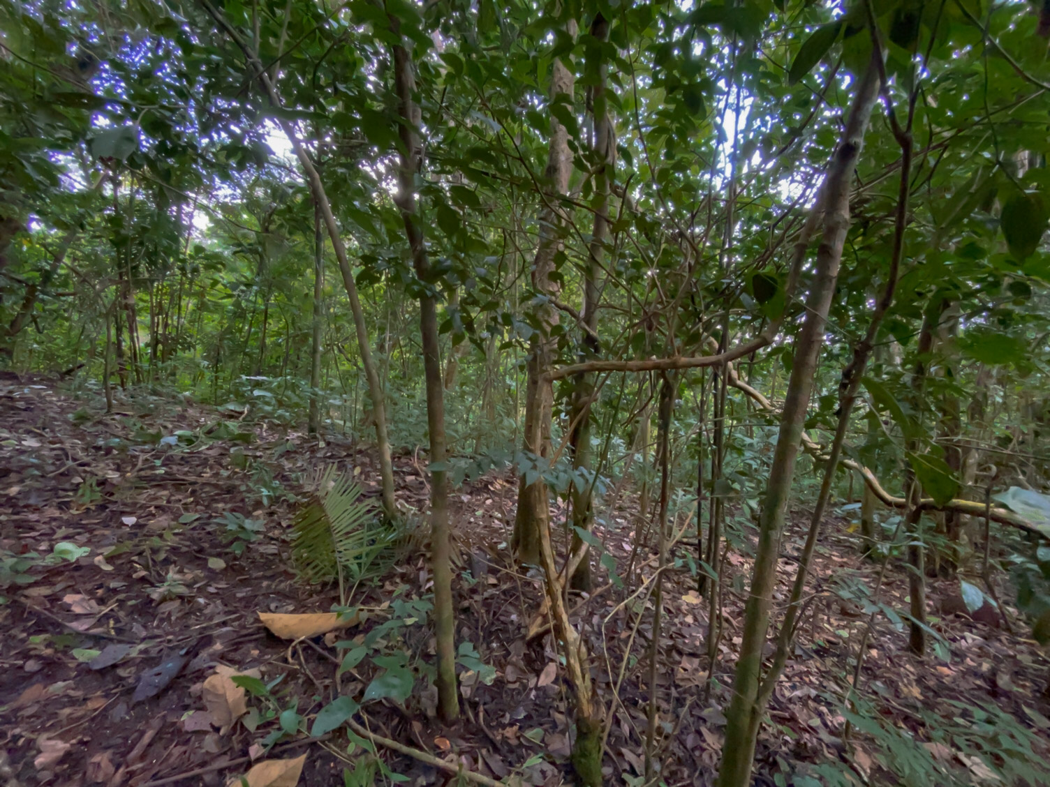 0 bed Land For Sale in Delicias, Puntarenas - thumb 4