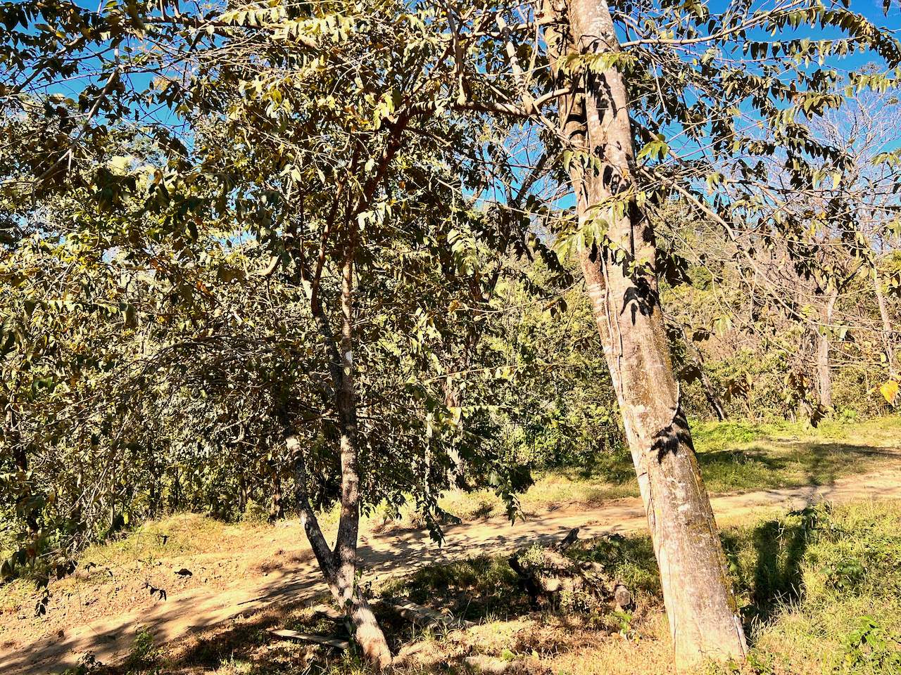 0 bed Land For Sale in Santa Teresa, Puntarenas - thumb 3