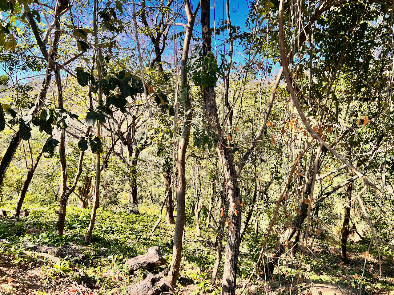 0 bed Land For Sale in Santa Teresa, Puntarenas - thumb 8