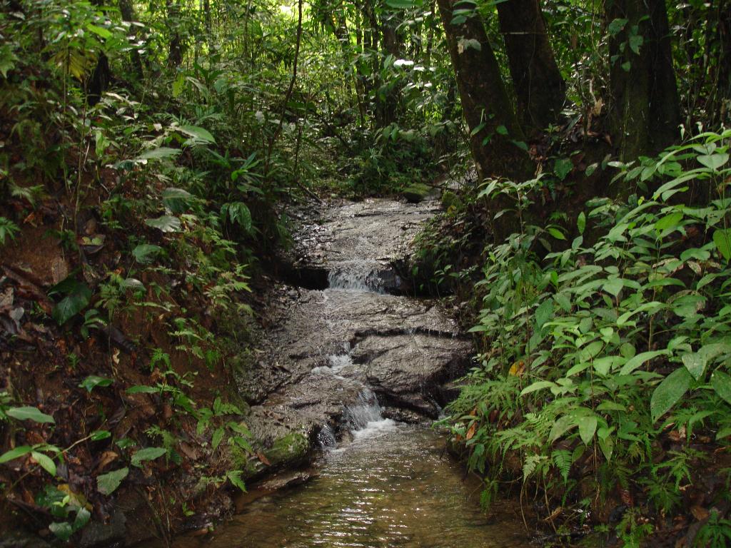 0 bed Land For Sale in Dominical, Puntarenas - thumb 8