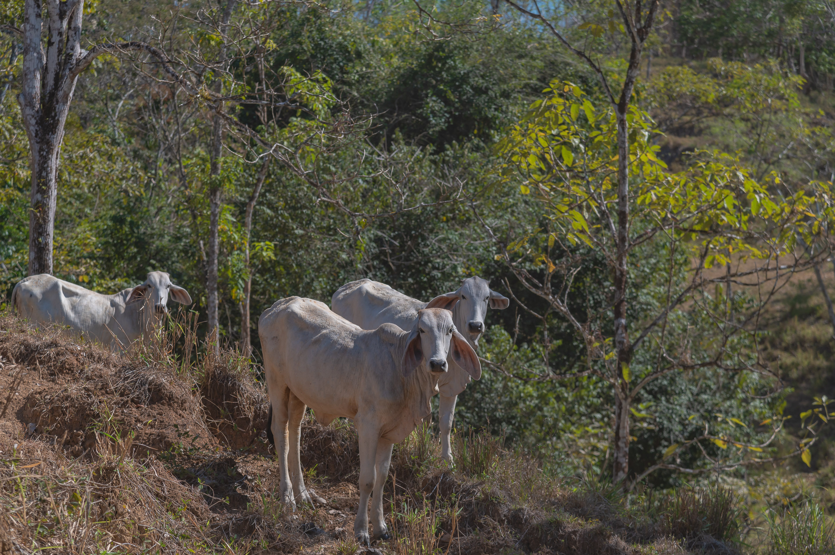 0 bed Land For Sale in Manzanillo, Puntarenas - thumb 4