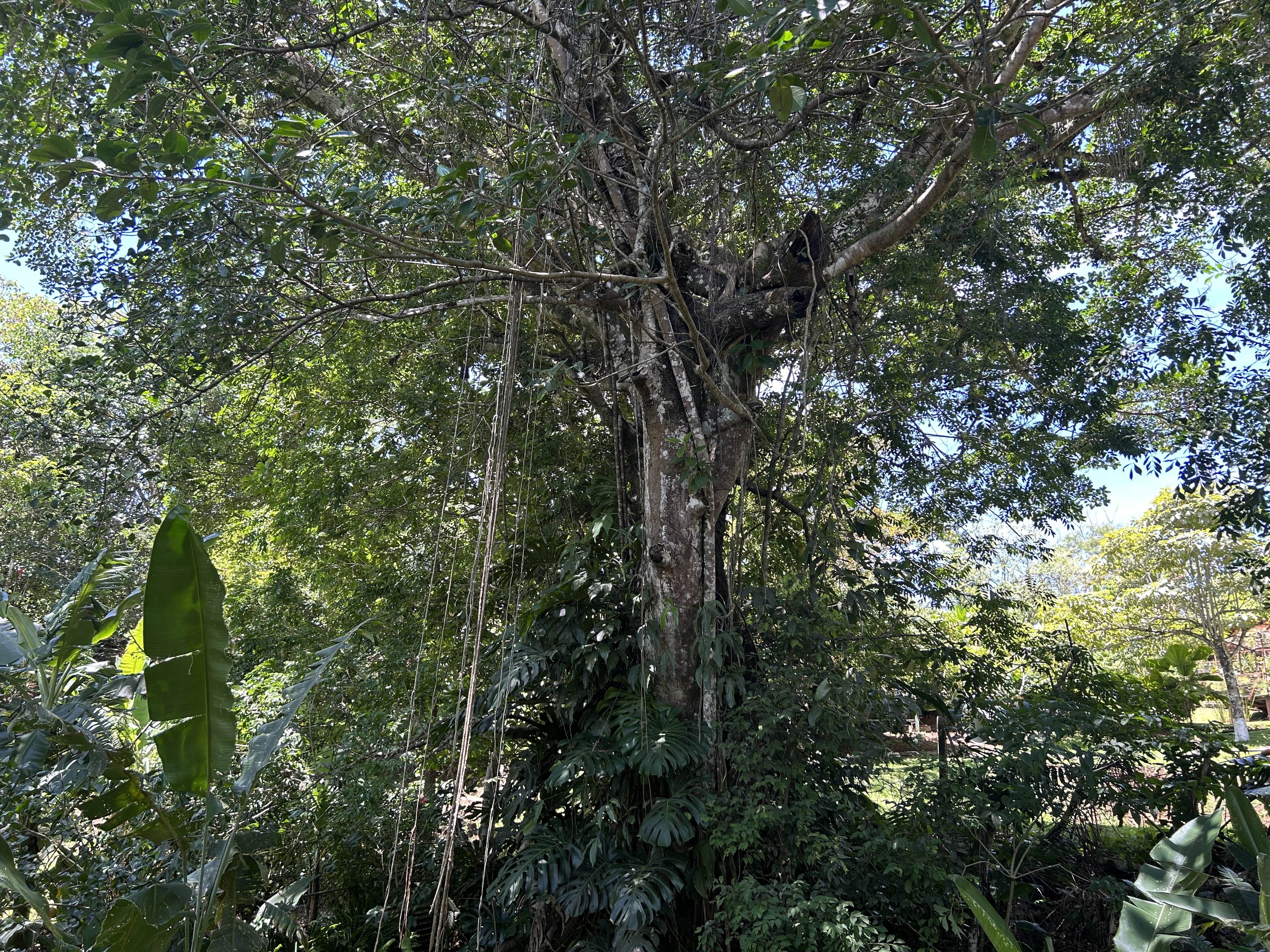 3 bed Single Family Homes For Sale in Alajuela, Alajuela - thumb 19