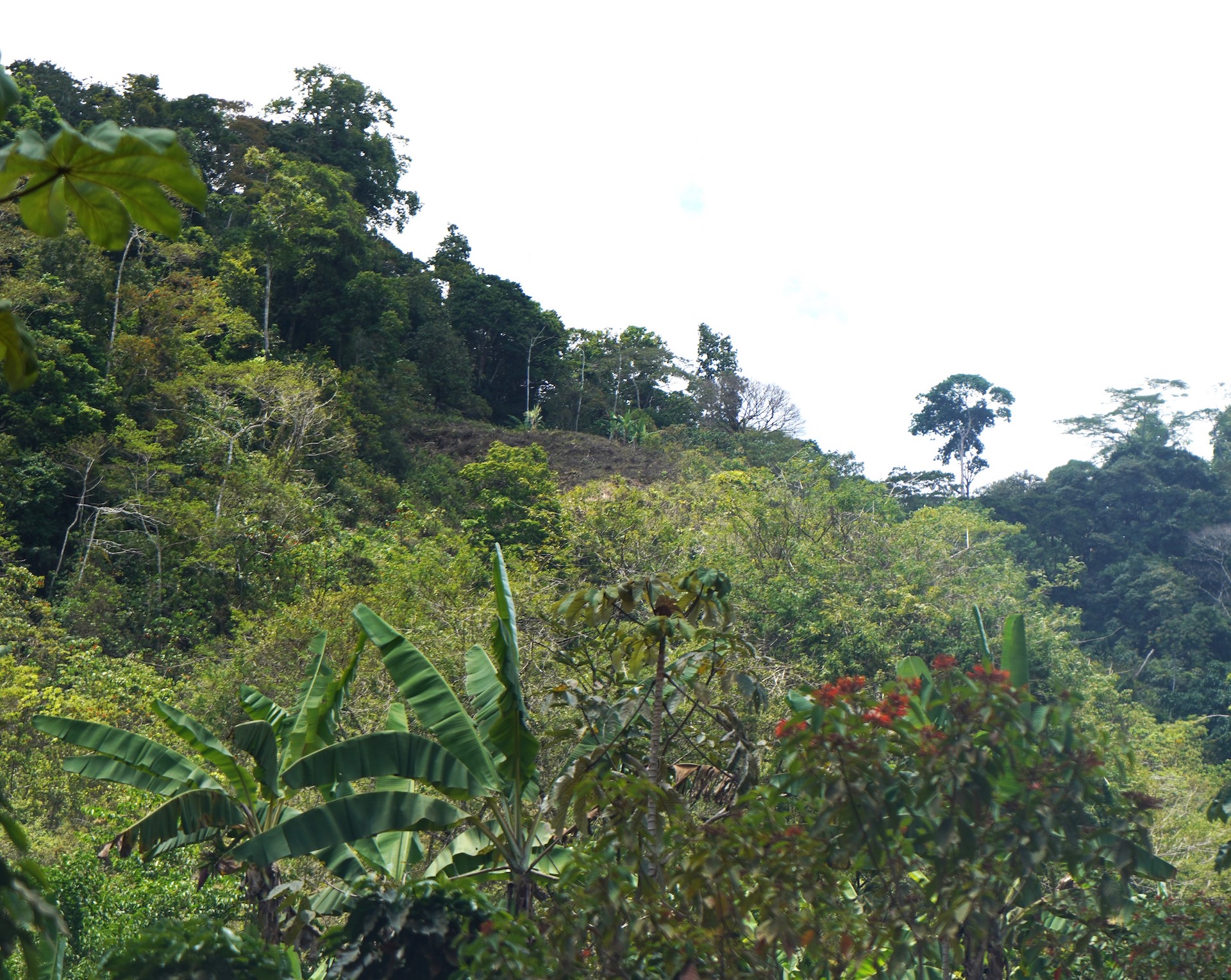 0 bed Land For Sale in Uvita, Puntarenas - thumb 9