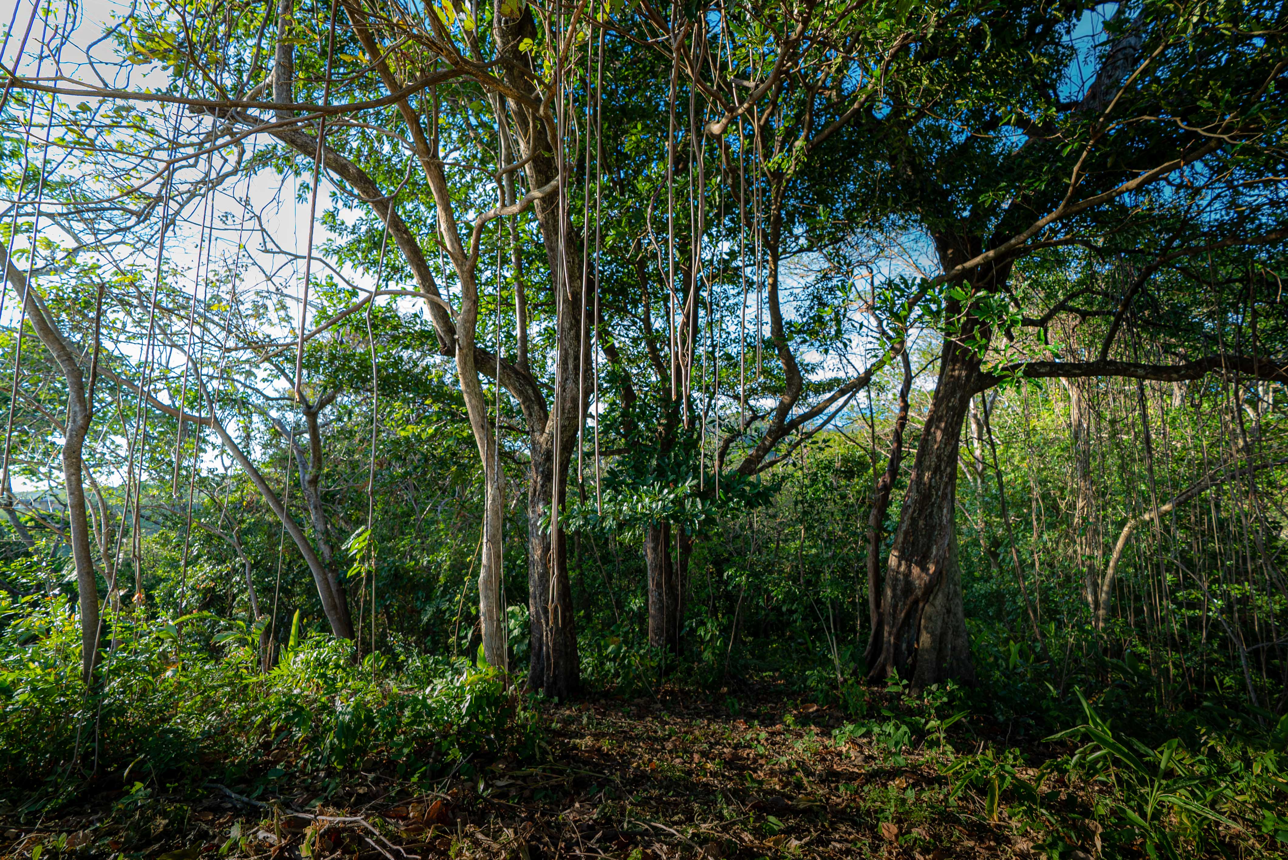 0 bed Land For Sale in Nosara, Guanacaste - thumb 6