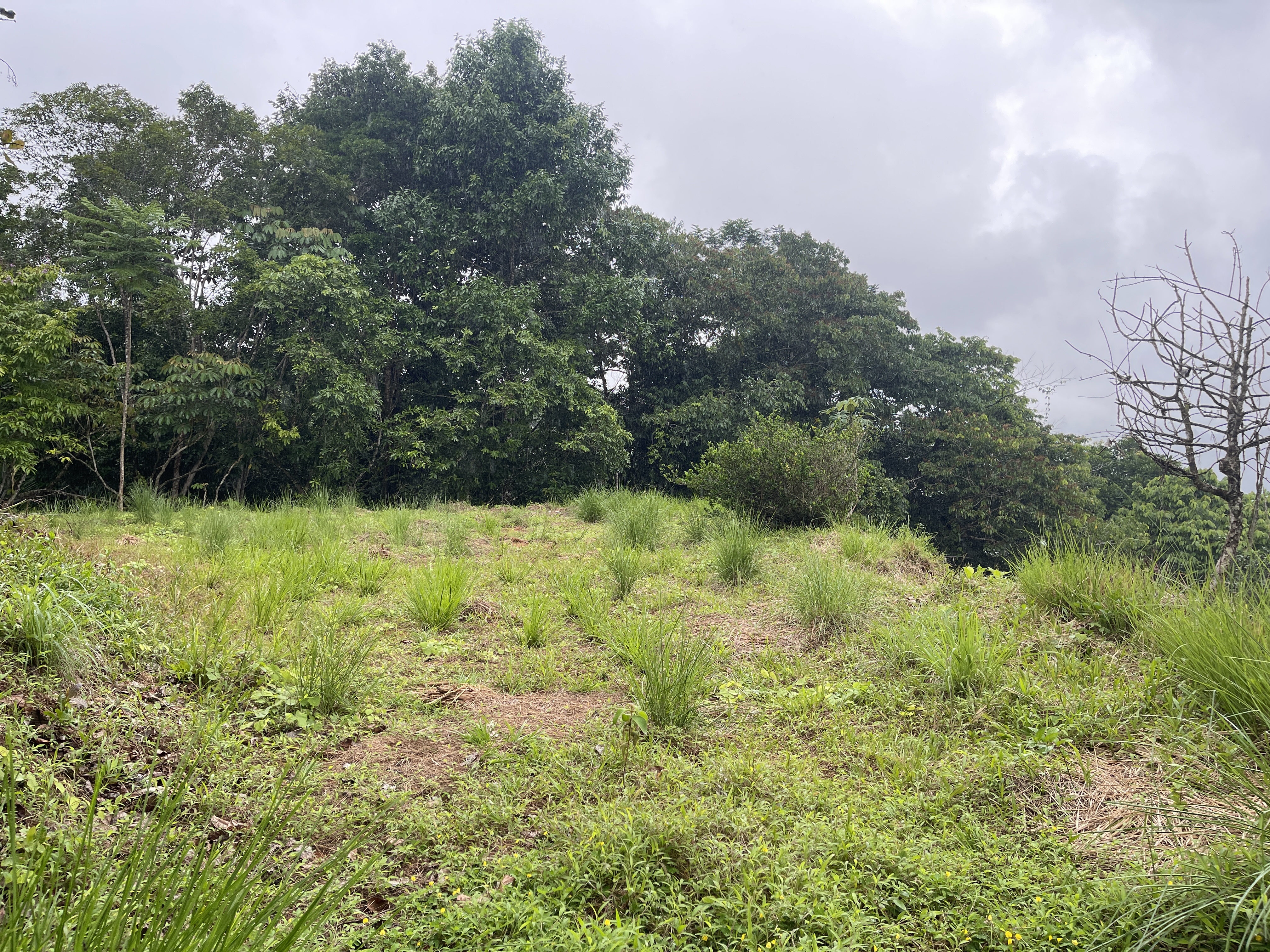 0 bed Land For Sale in Dominical, Puntarenas - thumb 7