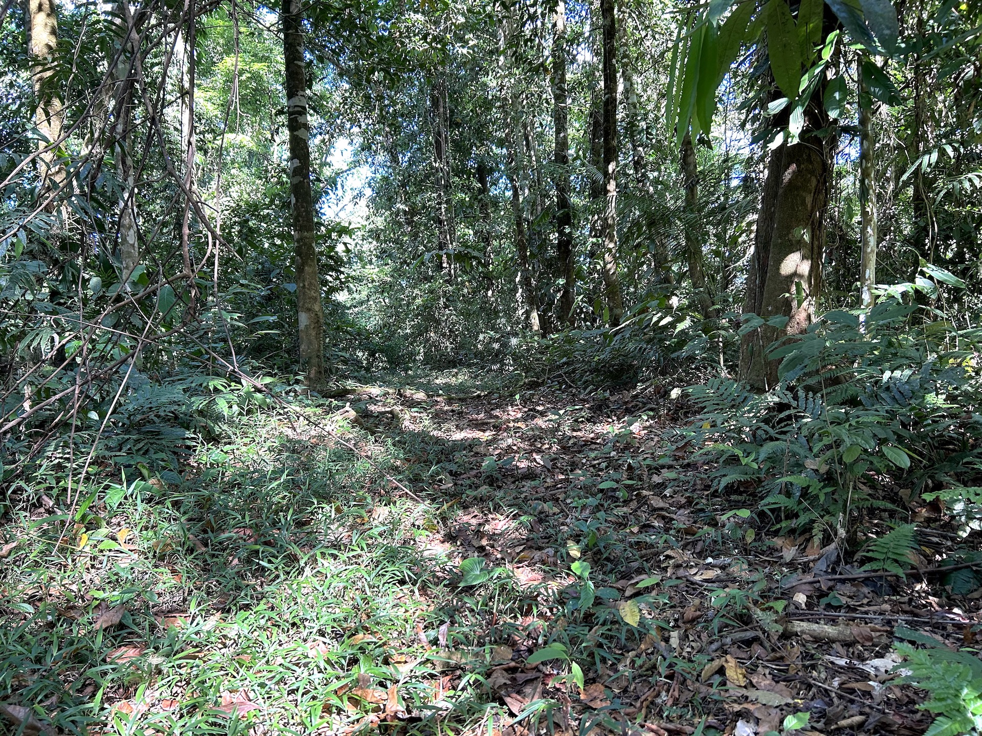 0 bed Land For Sale in Palmar, Puntarenas - thumb 18