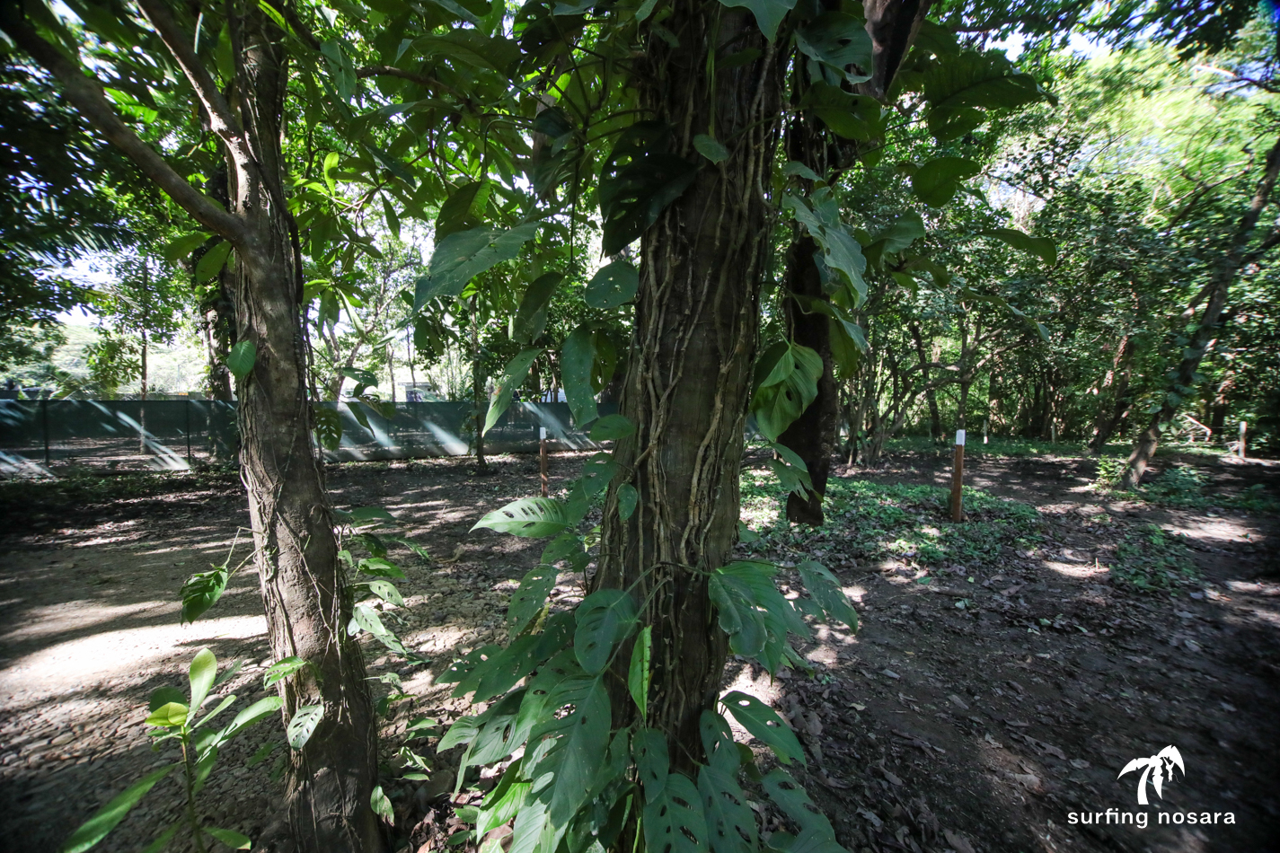 0 bed Land For Sale in Nosara, Guanacaste - thumb 3
