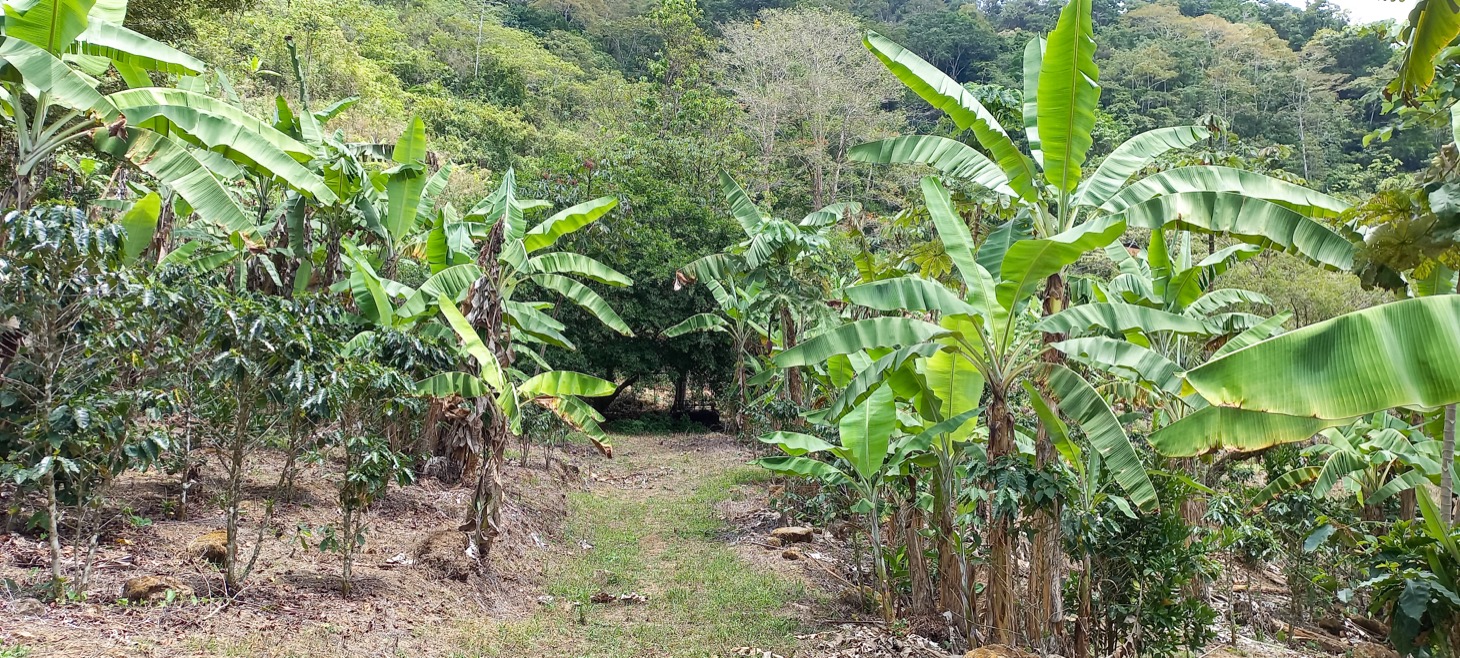 0 bed Land For Sale in Uvita, Puntarenas - thumb 16