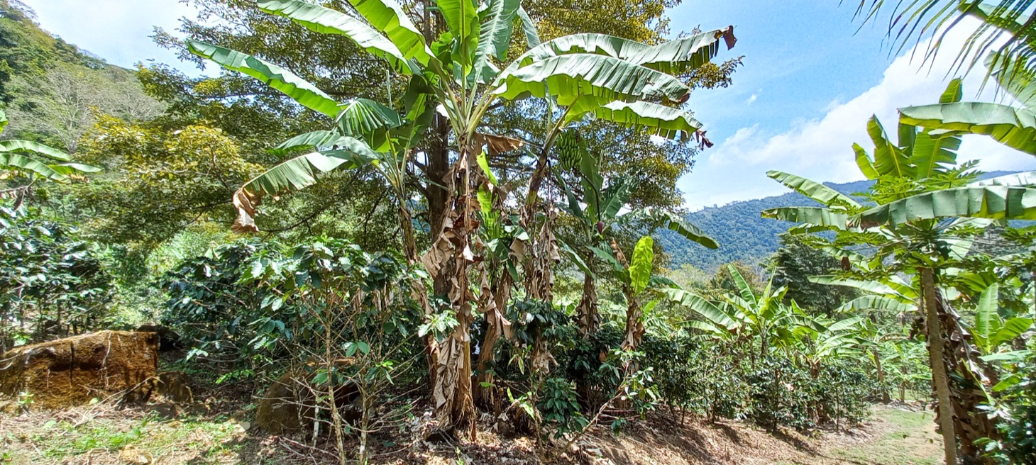 0 bed Land For Sale in Uvita, Puntarenas - thumb 22