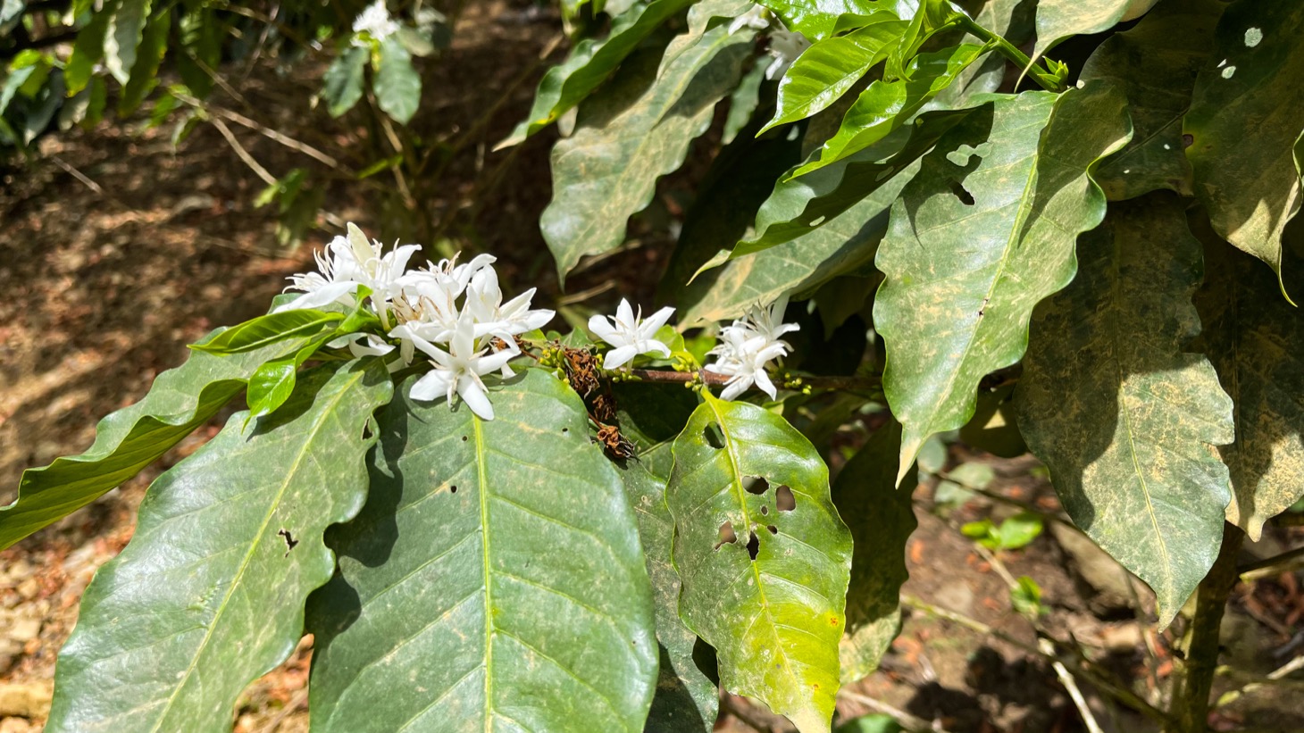 0 bed Land For Sale in Uvita, Puntarenas - thumb 28