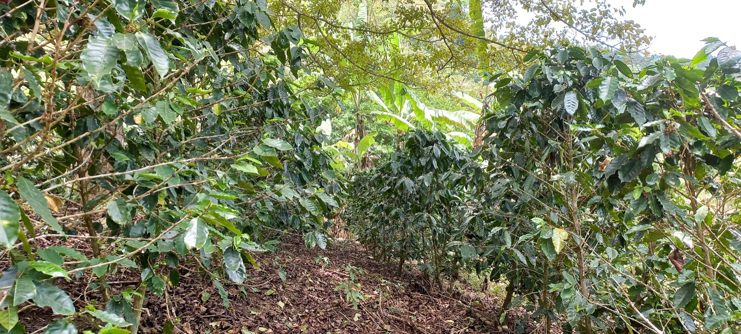 0 bed Land For Sale in Uvita, Puntarenas - thumb 13