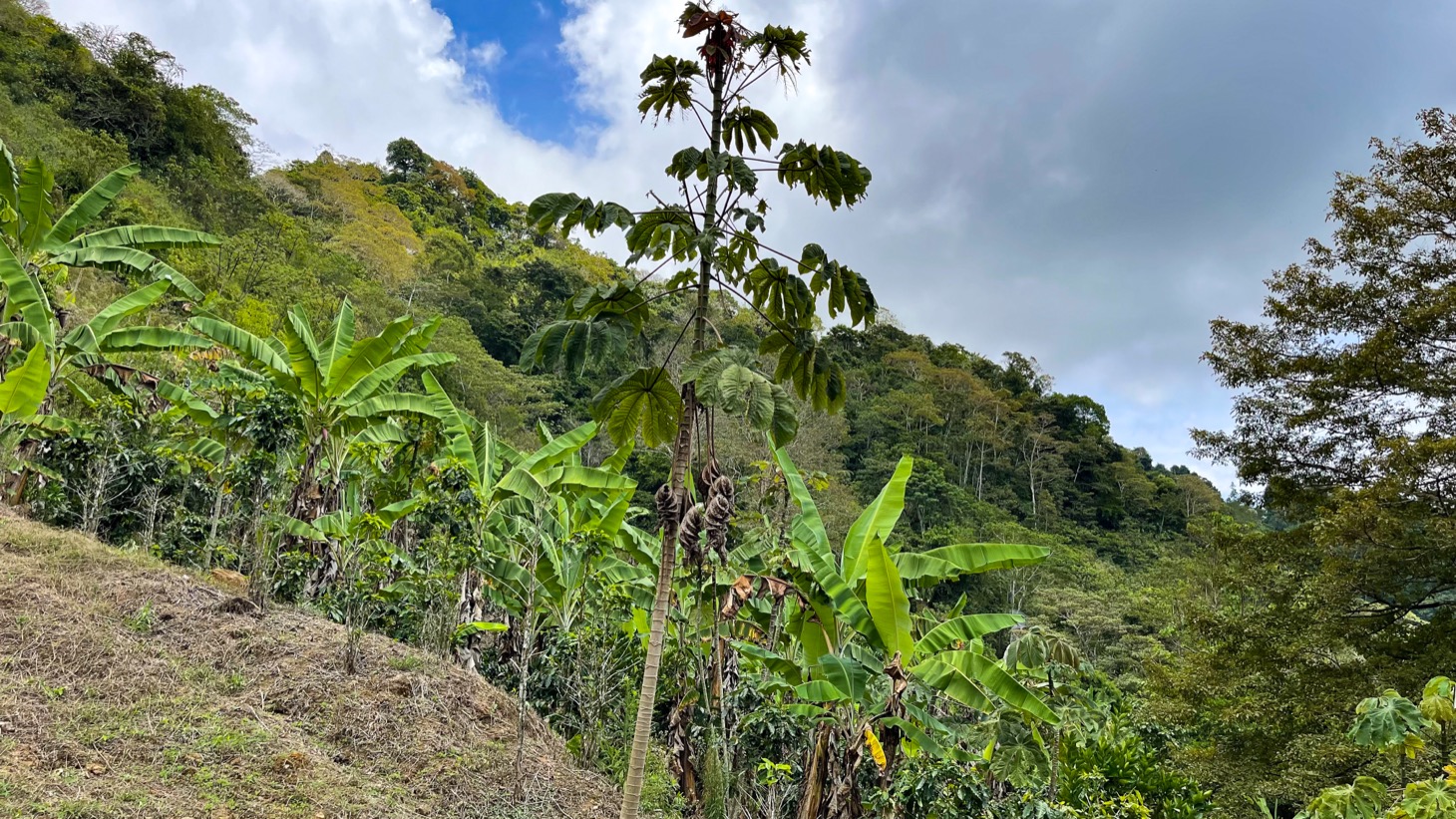 0 bed Land For Sale in Uvita, Puntarenas - thumb 24