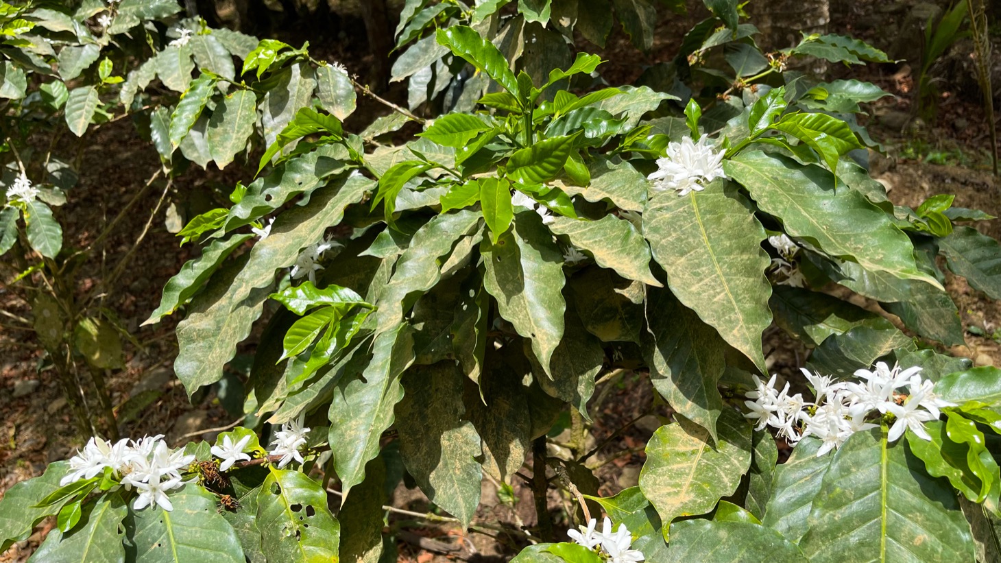 0 bed Land For Sale in Uvita, Puntarenas - thumb 27