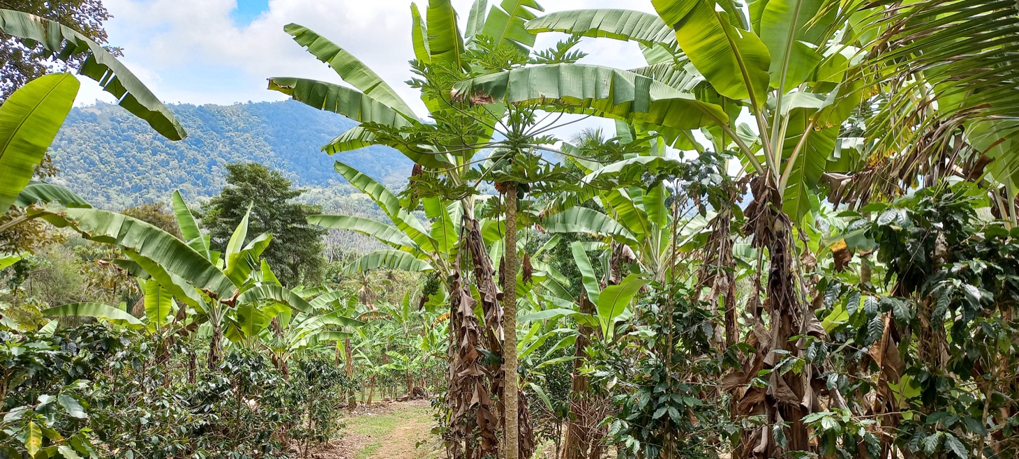 0 bed Land For Sale in Uvita, Puntarenas - thumb 15