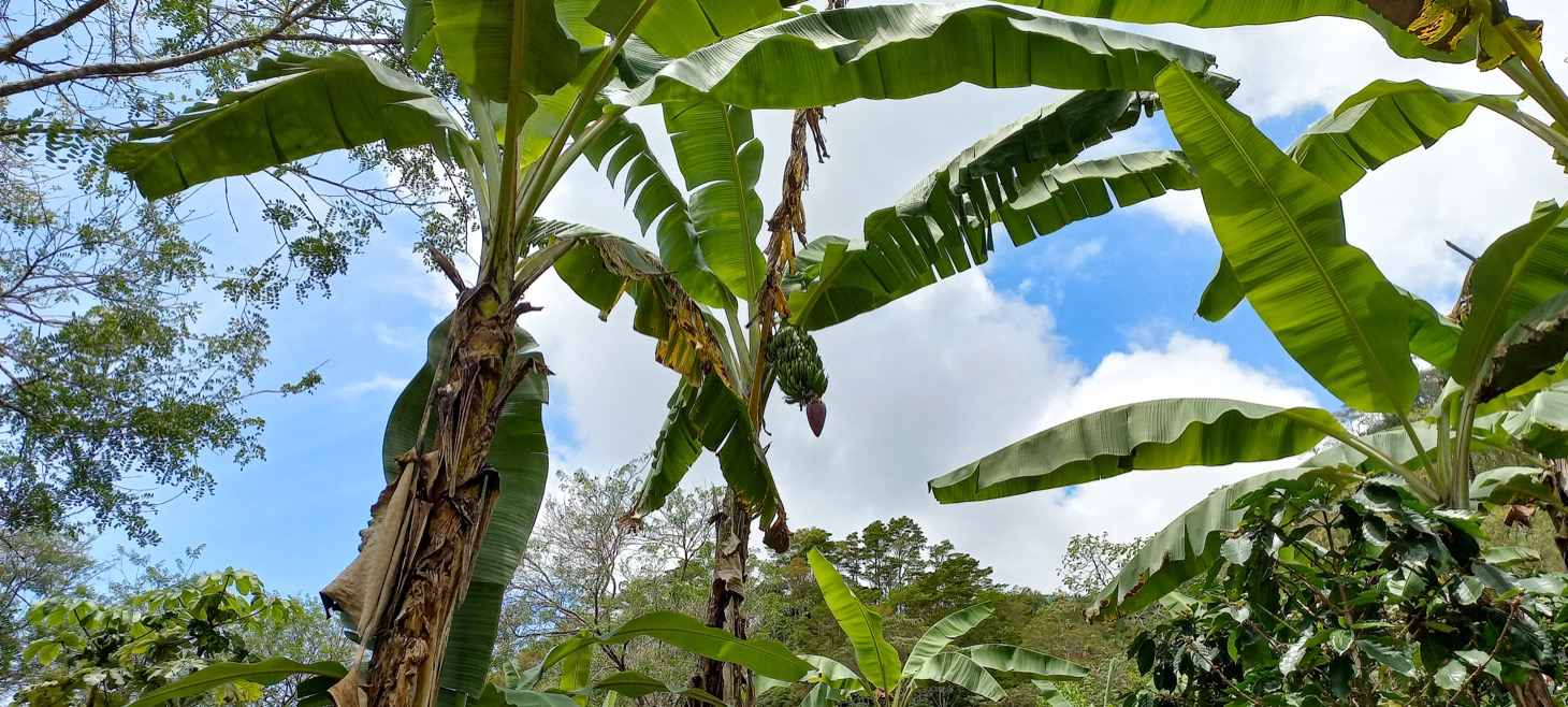 0 bed Land For Sale in Uvita, Puntarenas - thumb 18