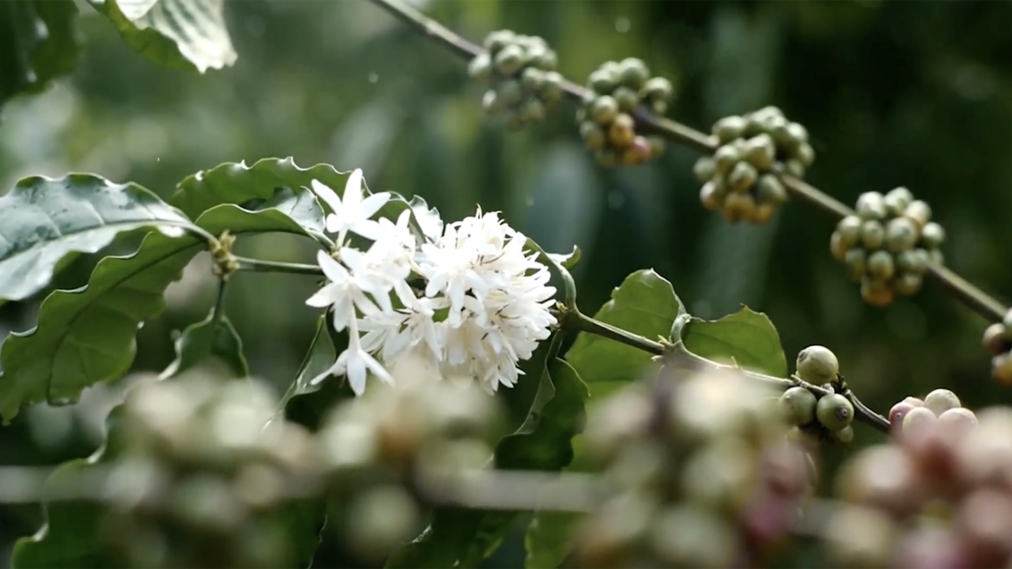 0 bed Land For Sale in Uvita, Puntarenas - thumb 1