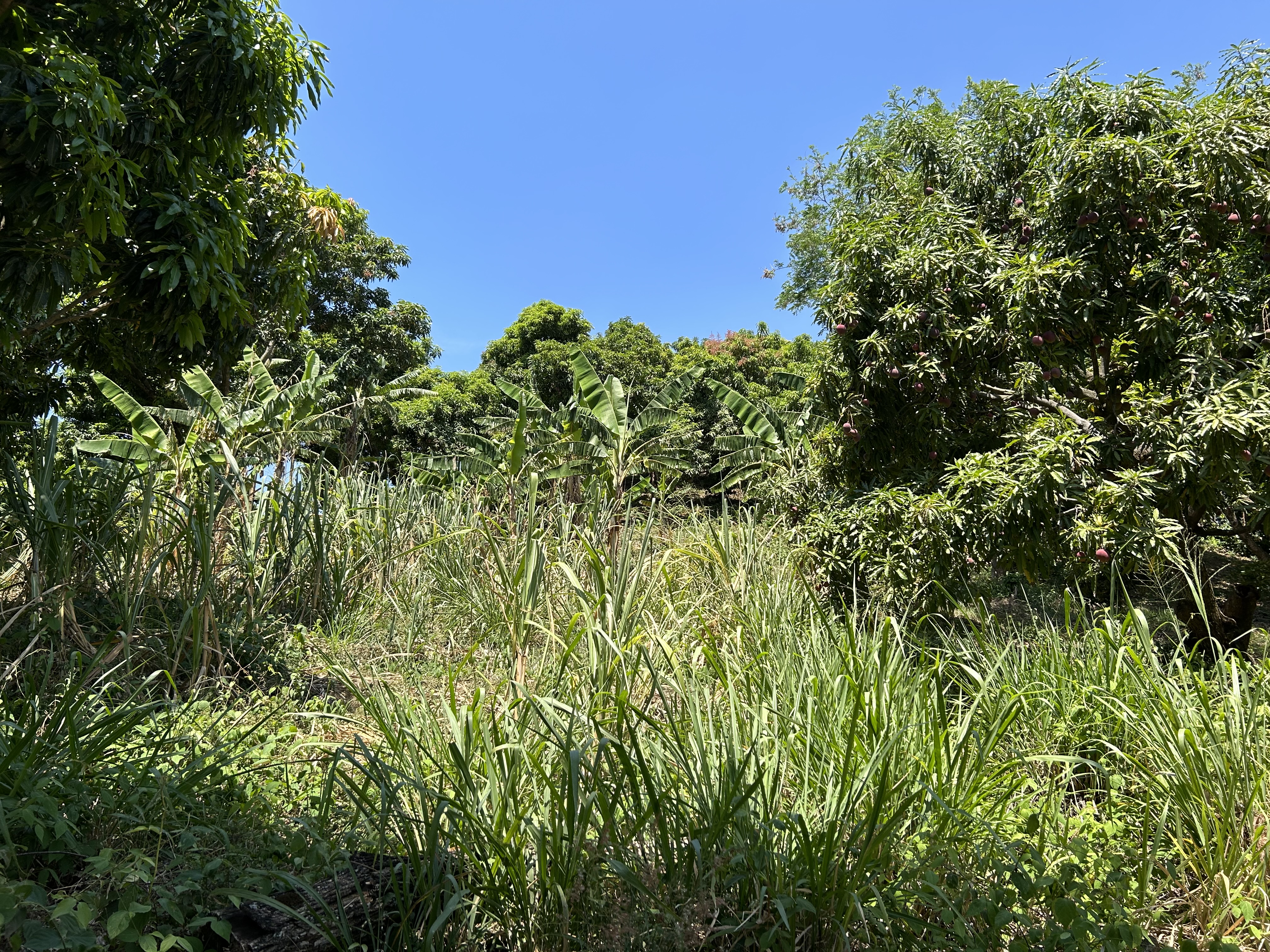 0 bed Land For Sale in Atenas, Alajuela - thumb 1