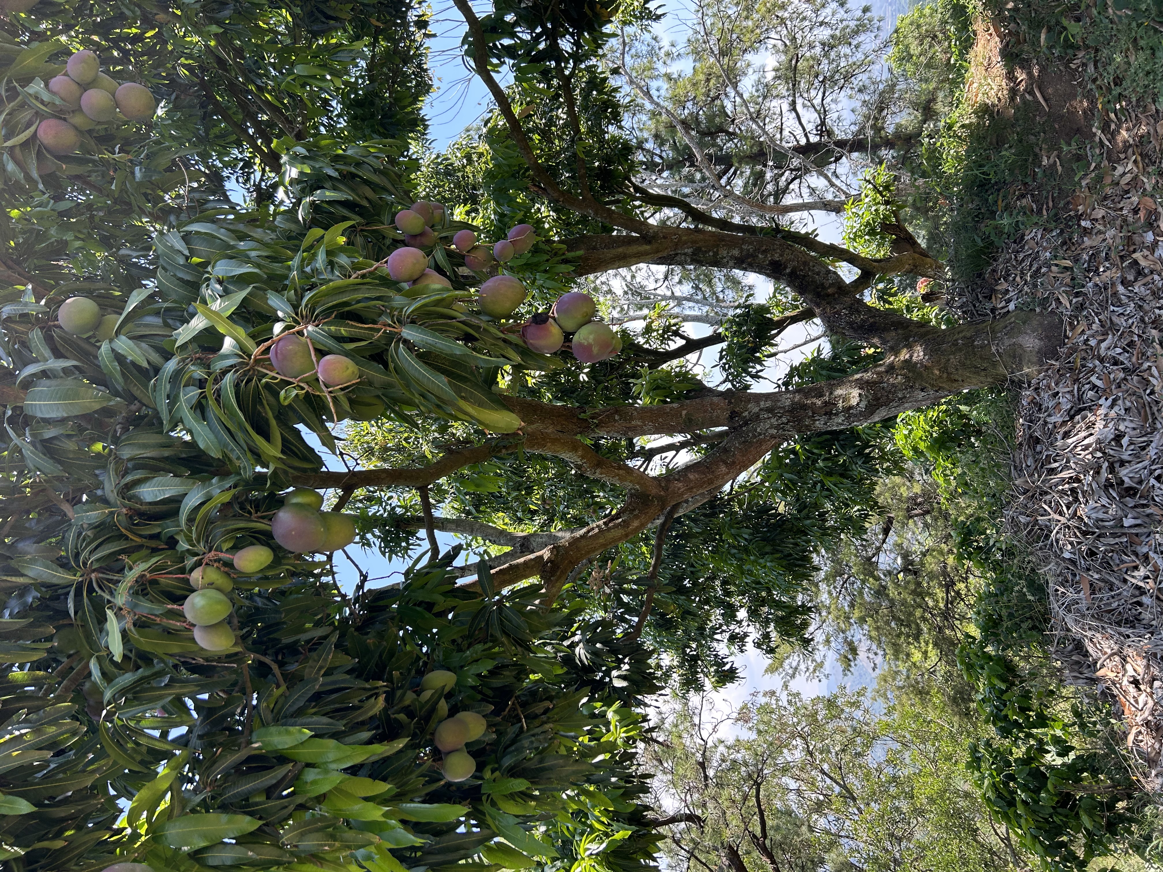 0 bed Land For Sale in Atenas, Alajuela - thumb 8