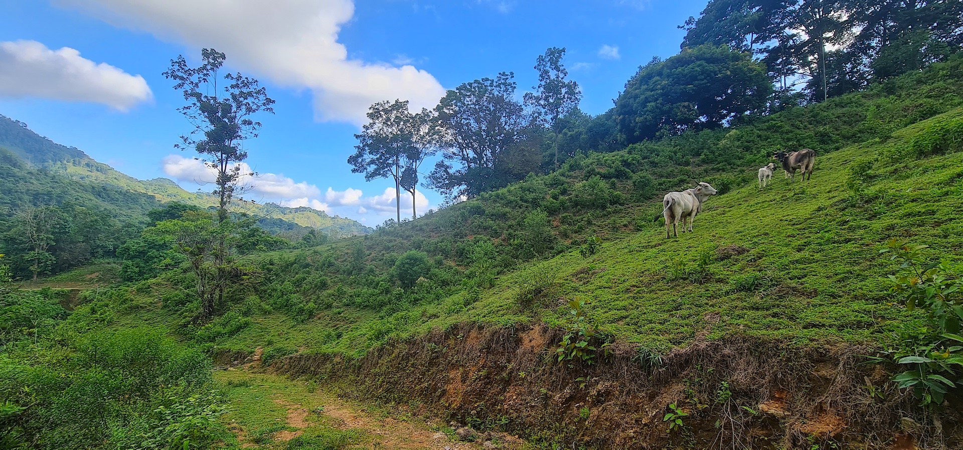 0 bed Land For Sale in Dominical, Puntarenas - thumb 8