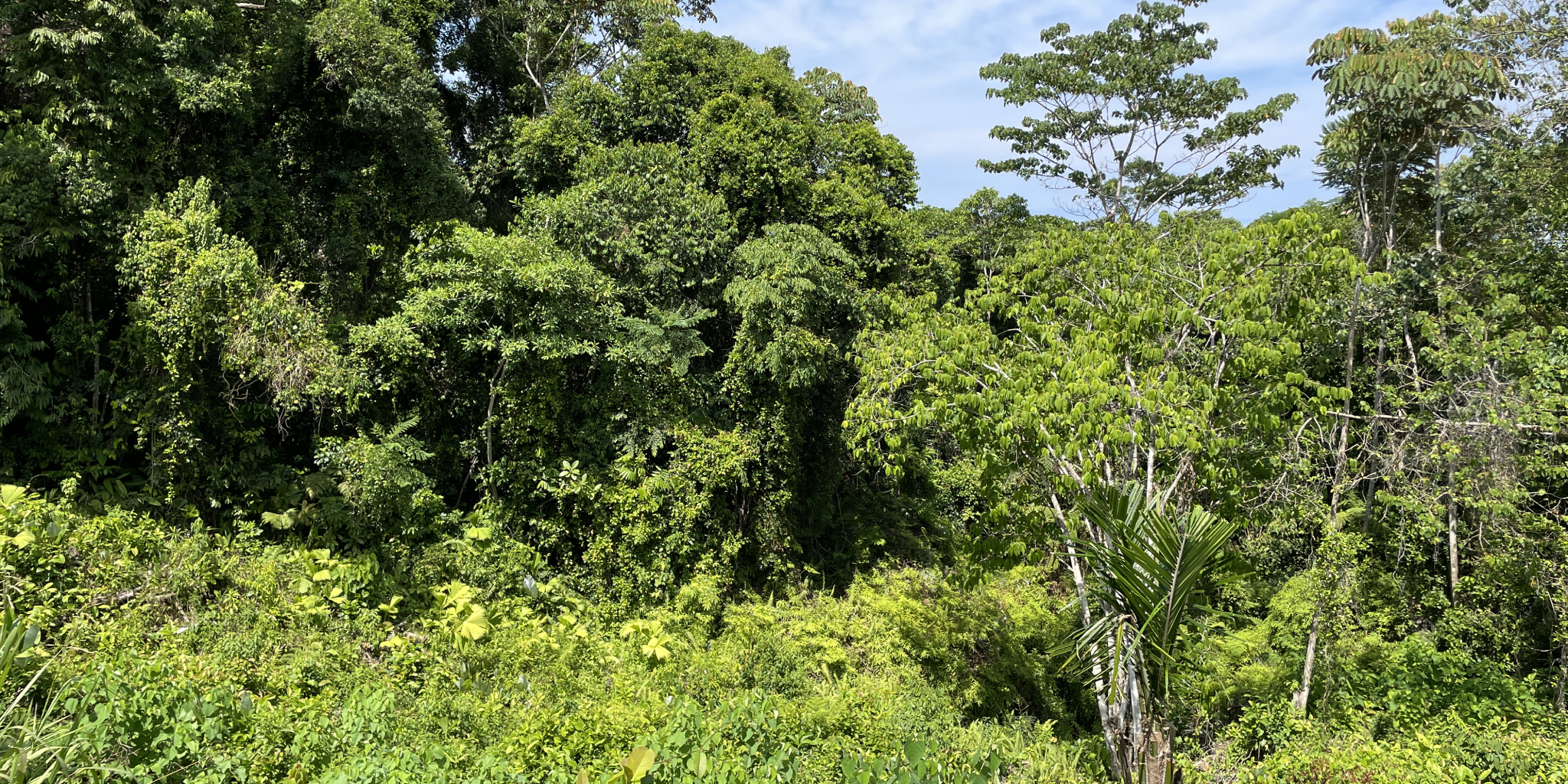 0 bed Land For Sale in Ojochal, Puntarenas - thumb 9