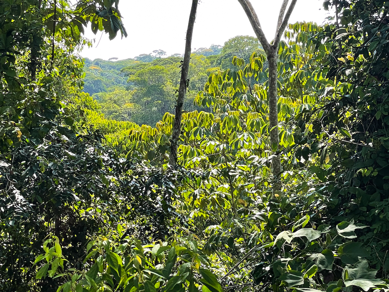 0 bed Land For Sale in Ojochal, Puntarenas - thumb 26