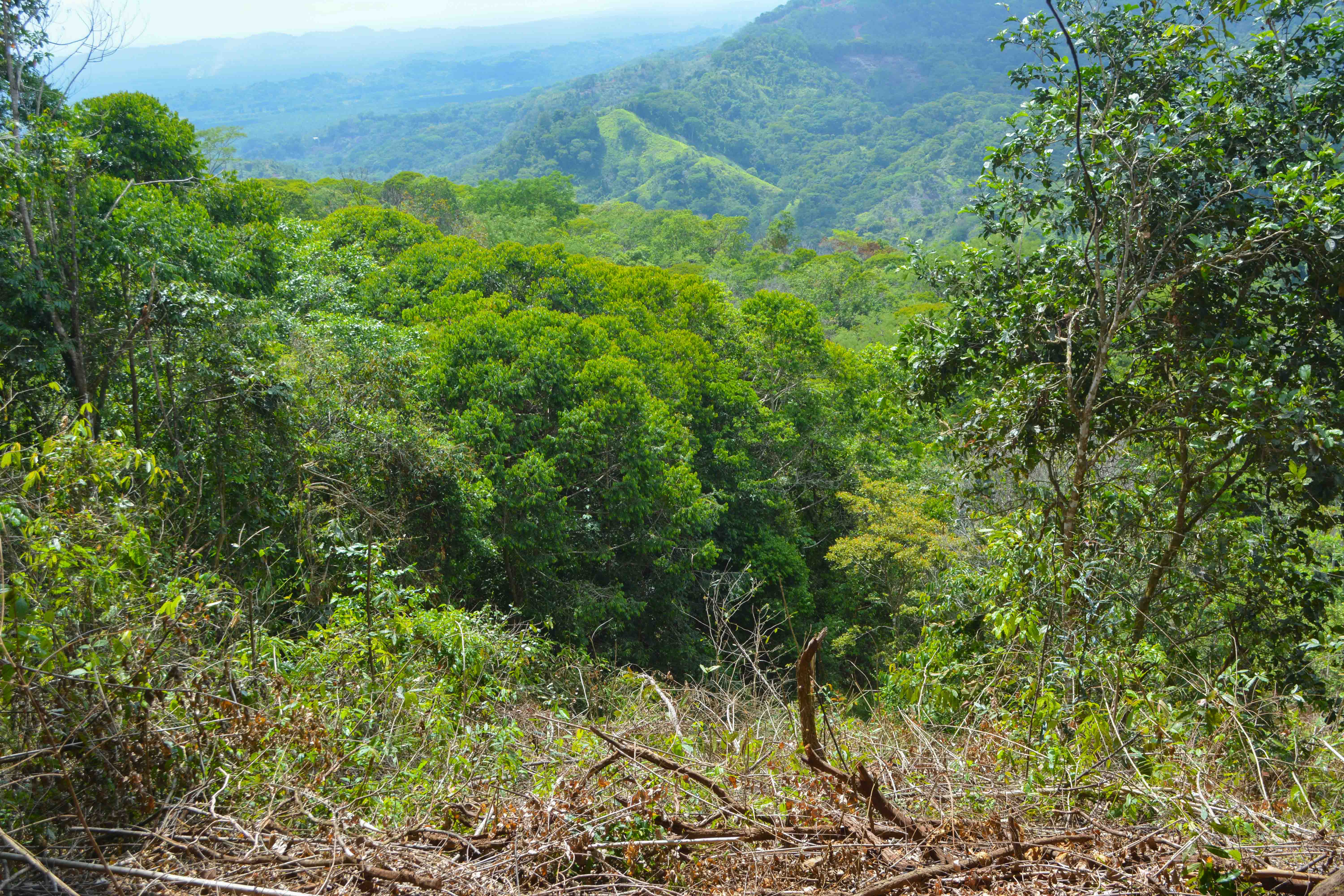 0 bed Land For Sale in Savegre, Puntarenas - thumb 9