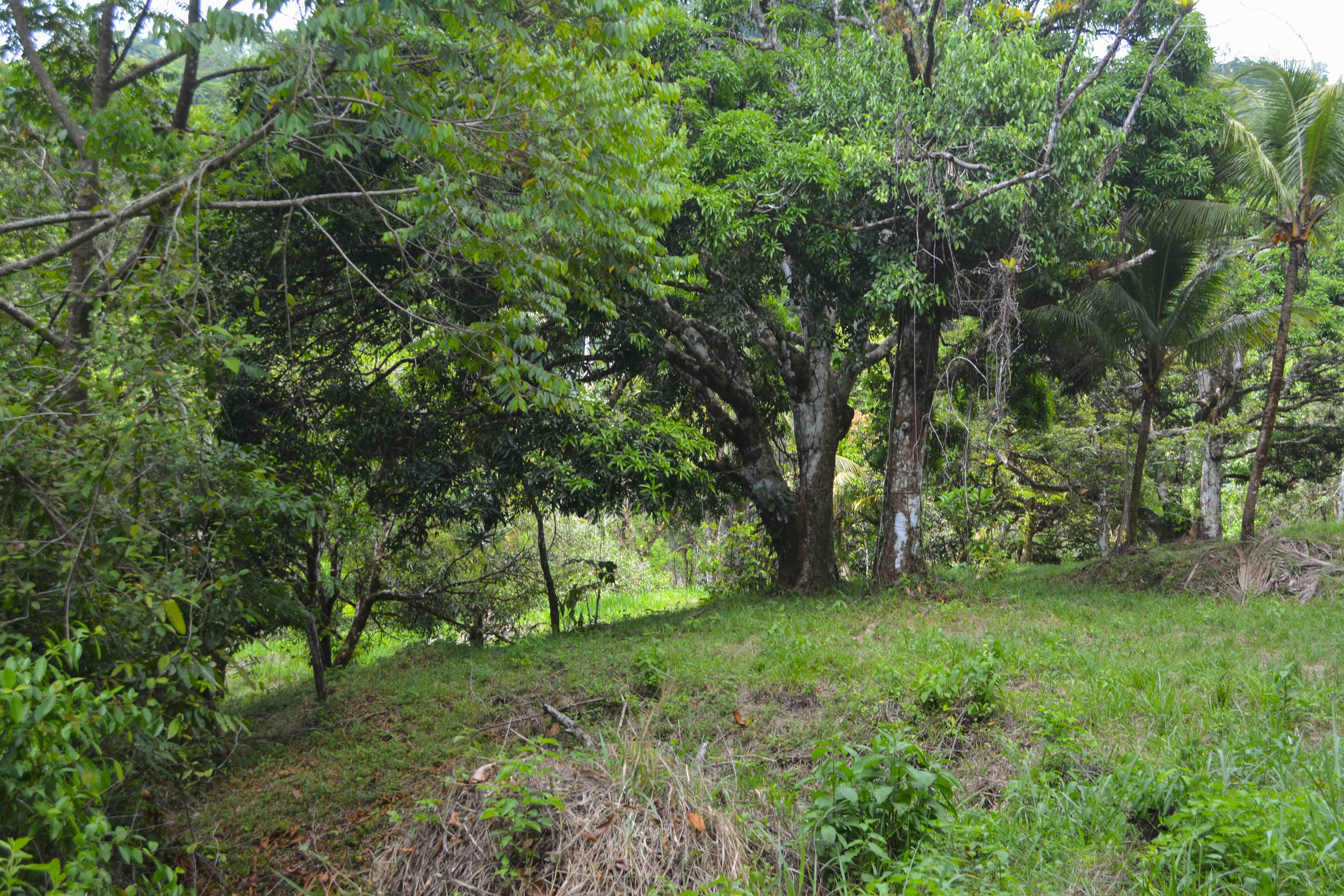 0 bed Land For Sale in Savegre, Puntarenas - thumb 10